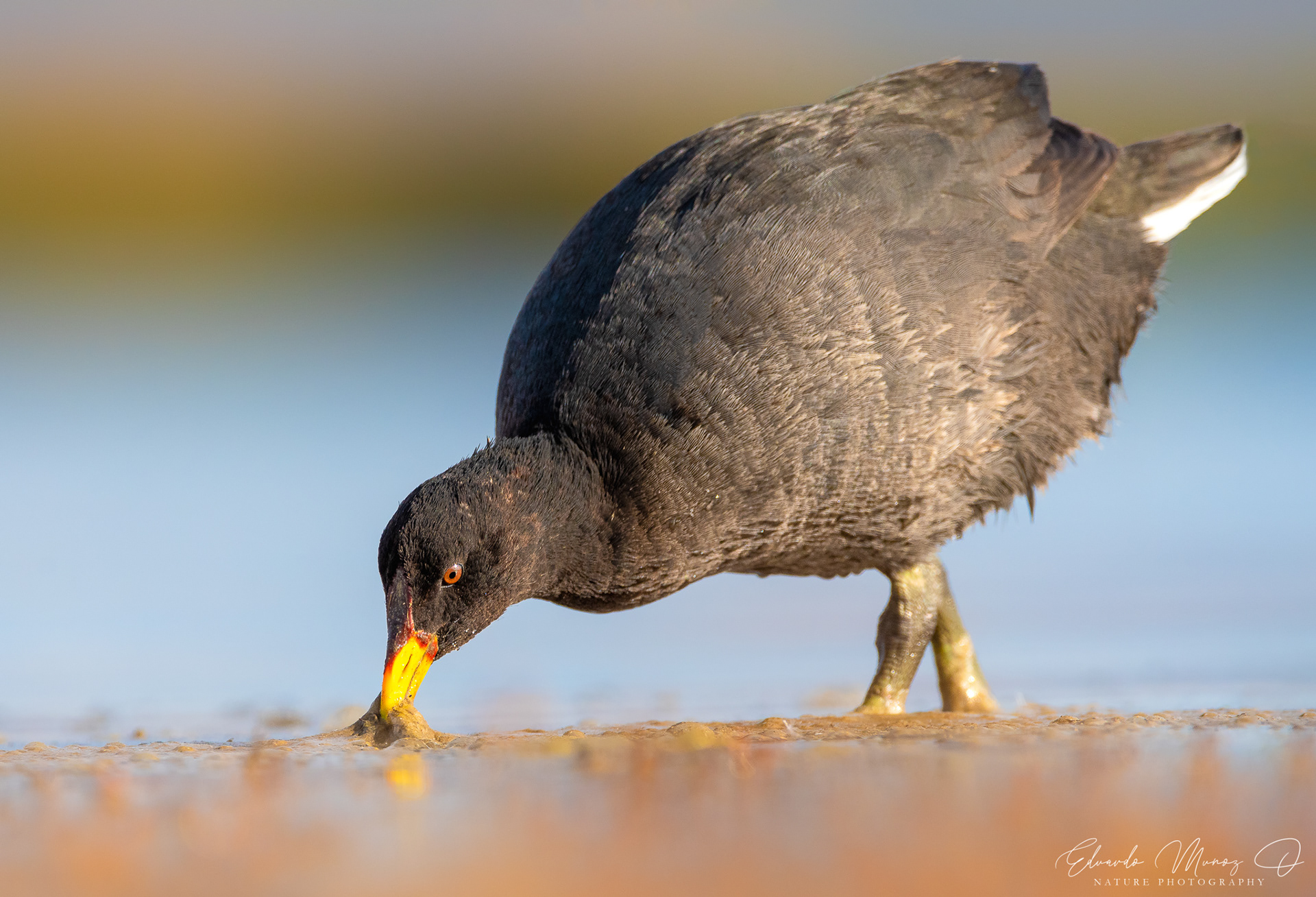Tagua de frente roja - Fulica rufifrons 1