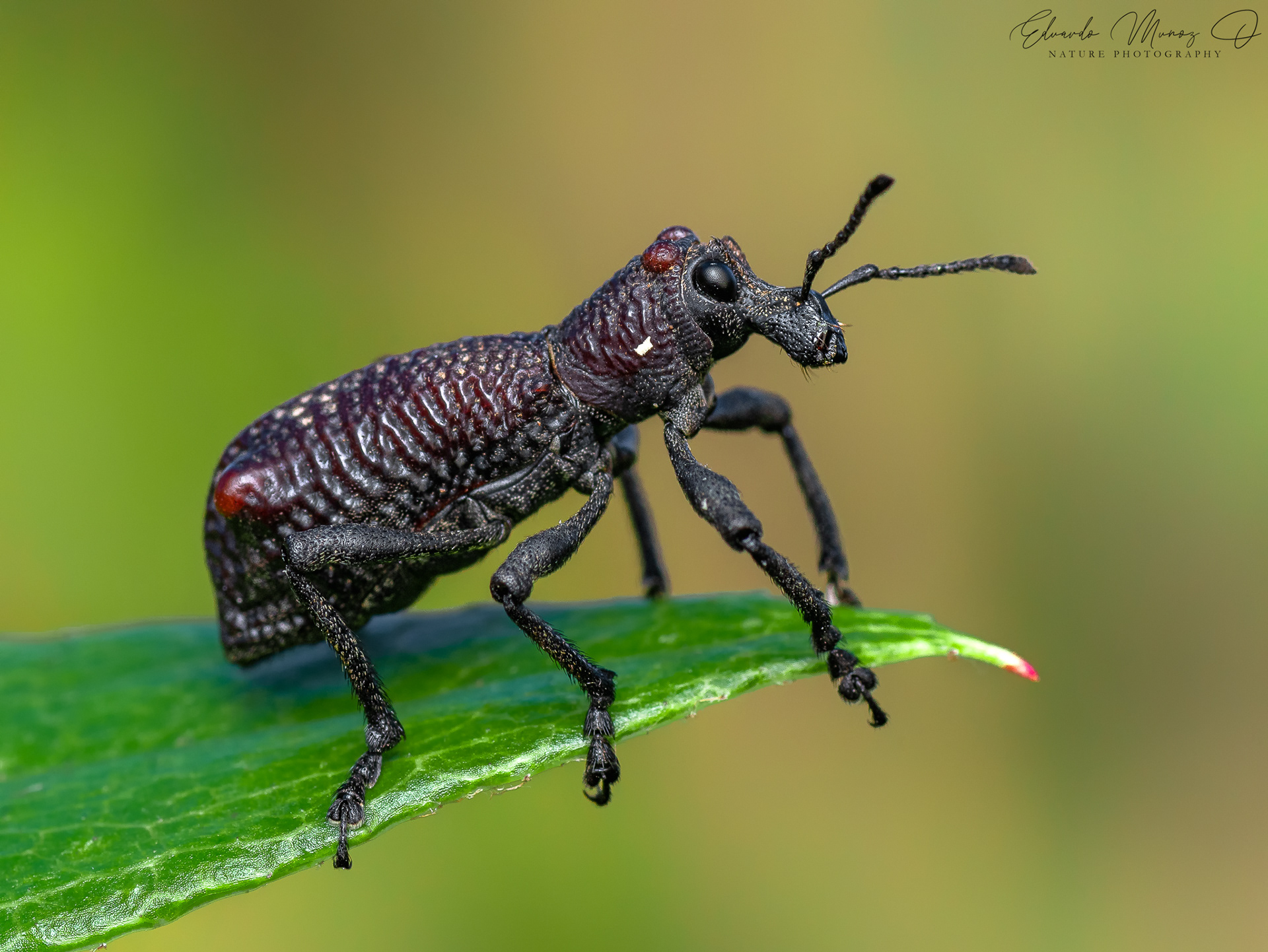 Caballito - Aegorhinus bulbifer 3