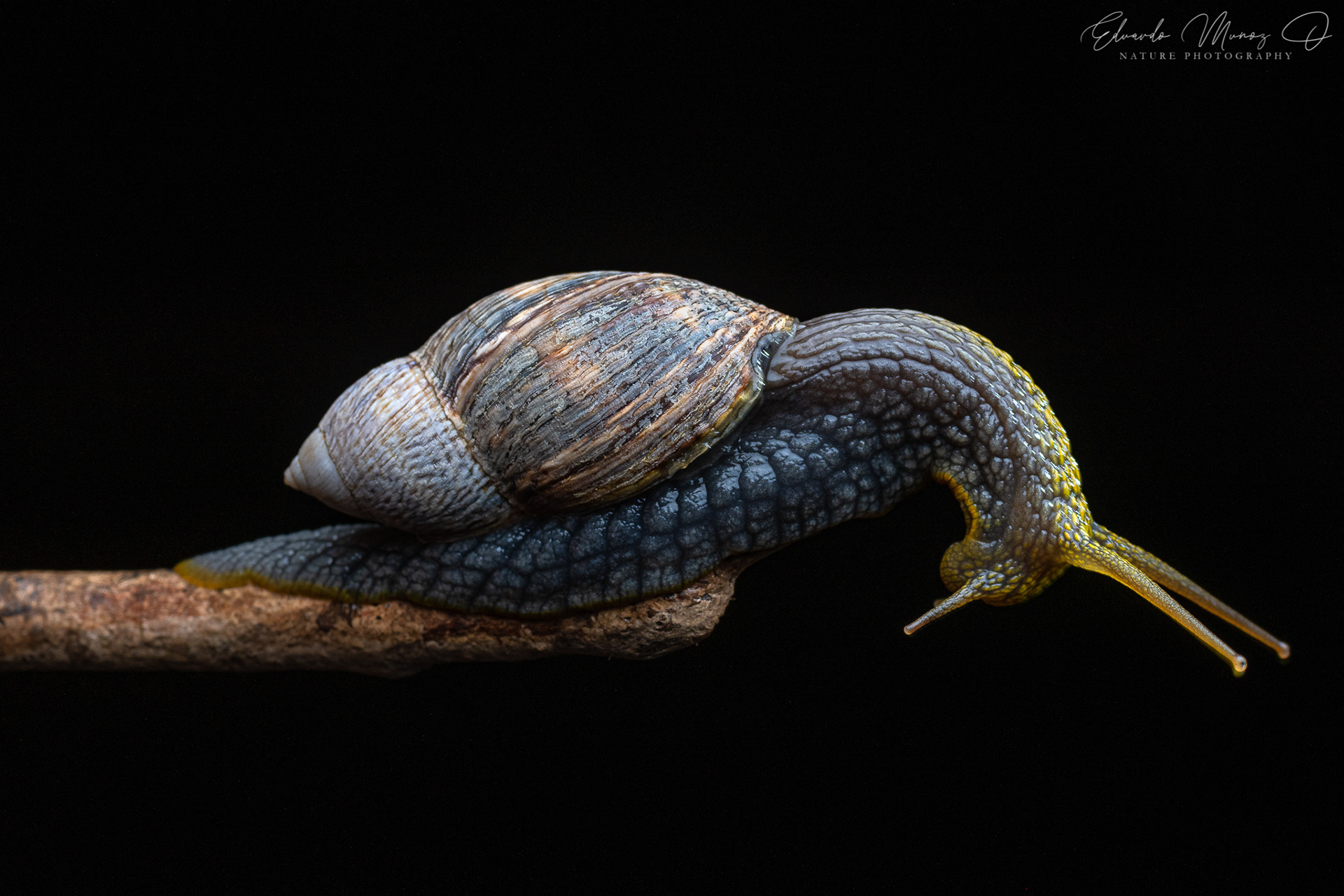 Caracol abuelo - Plectostylus peruvianus 6