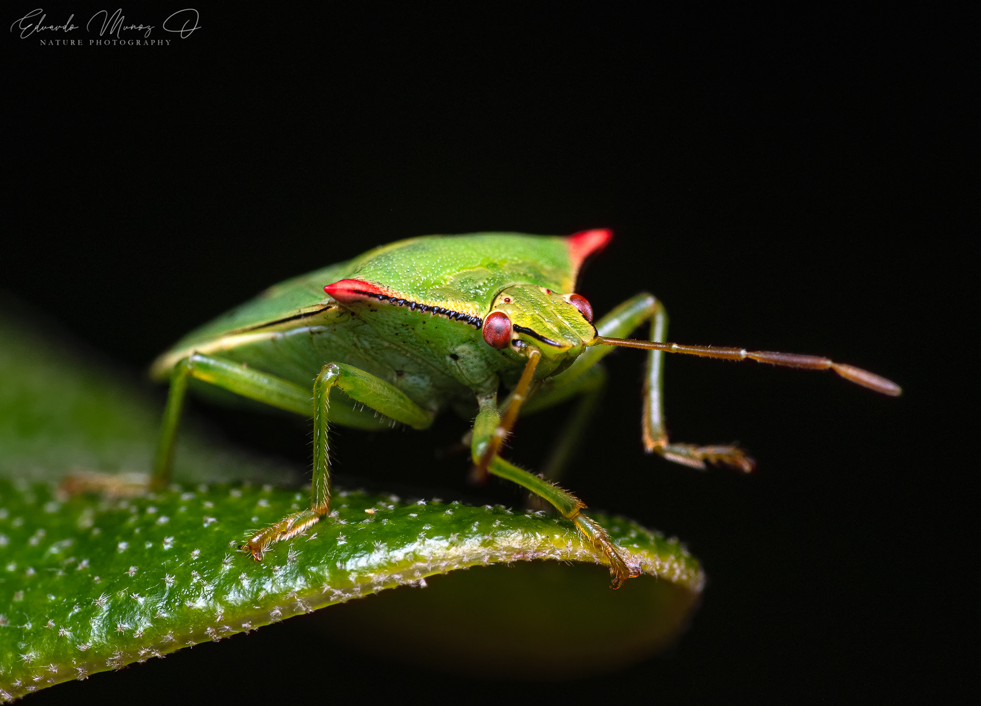 Chinche diablo - Brontocoris nigrolimbatus 3