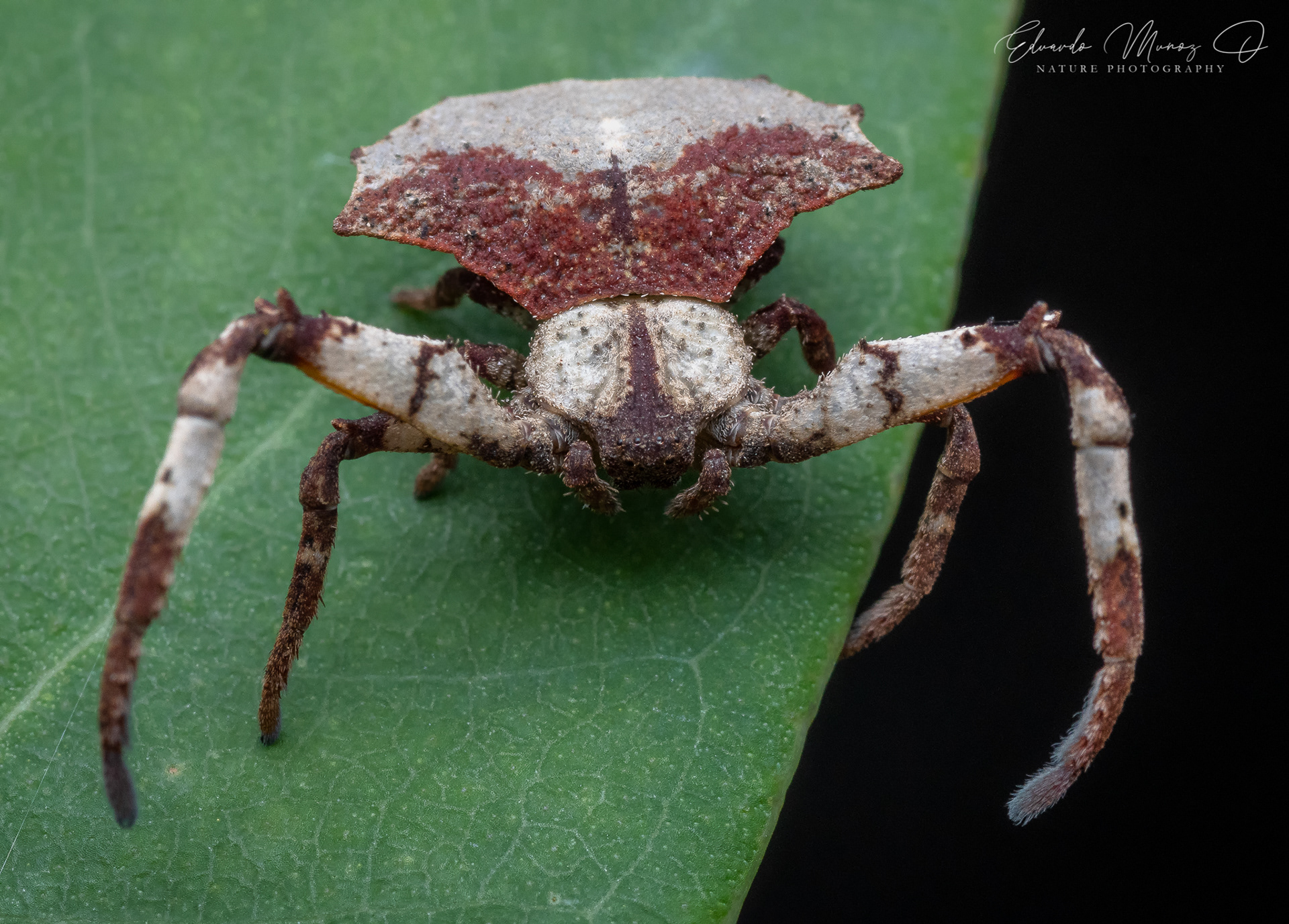 Araña hoja seca roja - Coenypha edwardsi 2