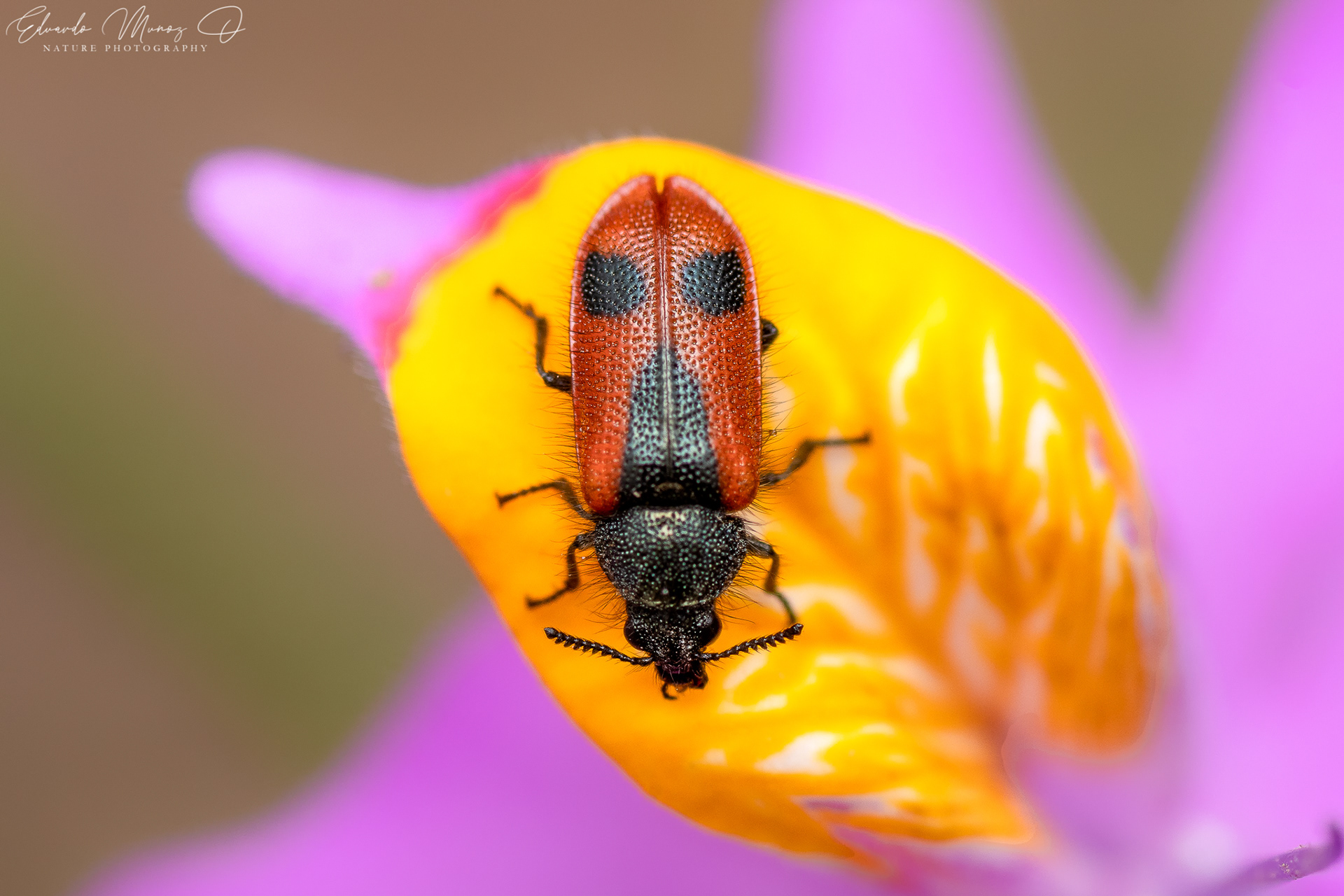 Arthrobrachus nigromaculatus 5
