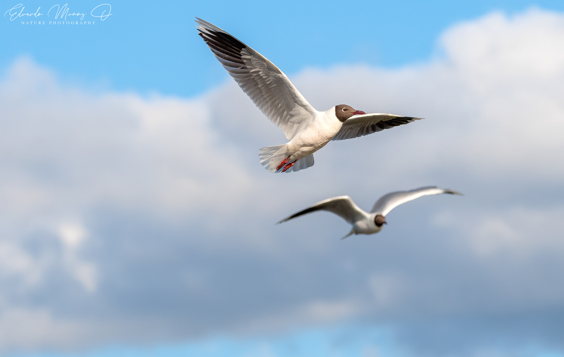 Gaviota cahuil - Chroicocephalus maculipennis 20