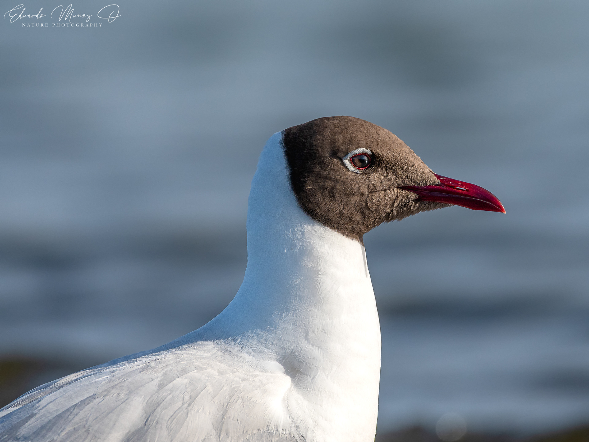 Gaviota cahuil - Chroicocephalus maculipennis 7