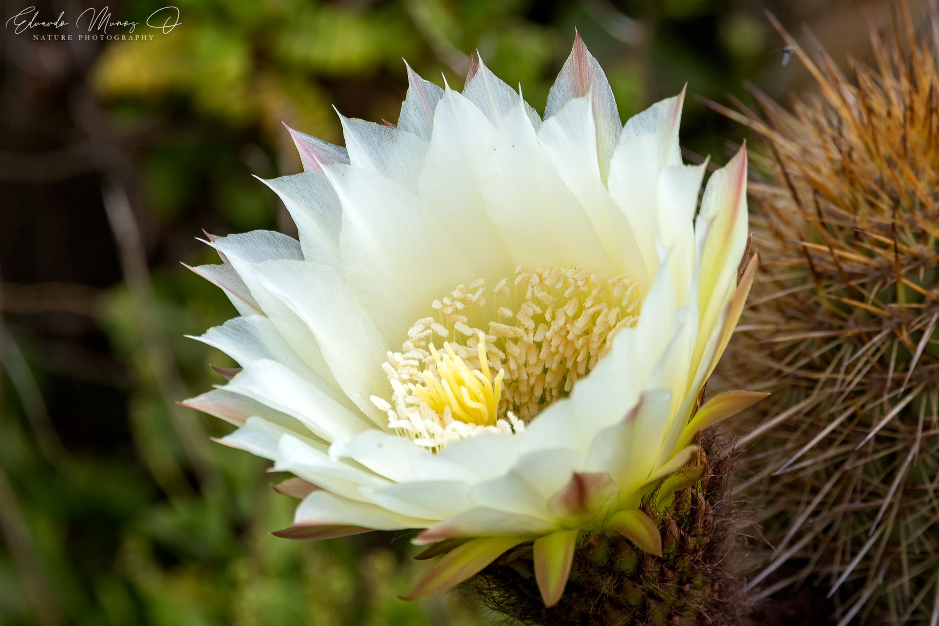 Quisco de los acantilados - Echinopsis bolligeriana
