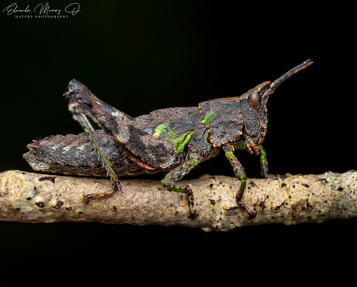 Tropidostethus angusticollis