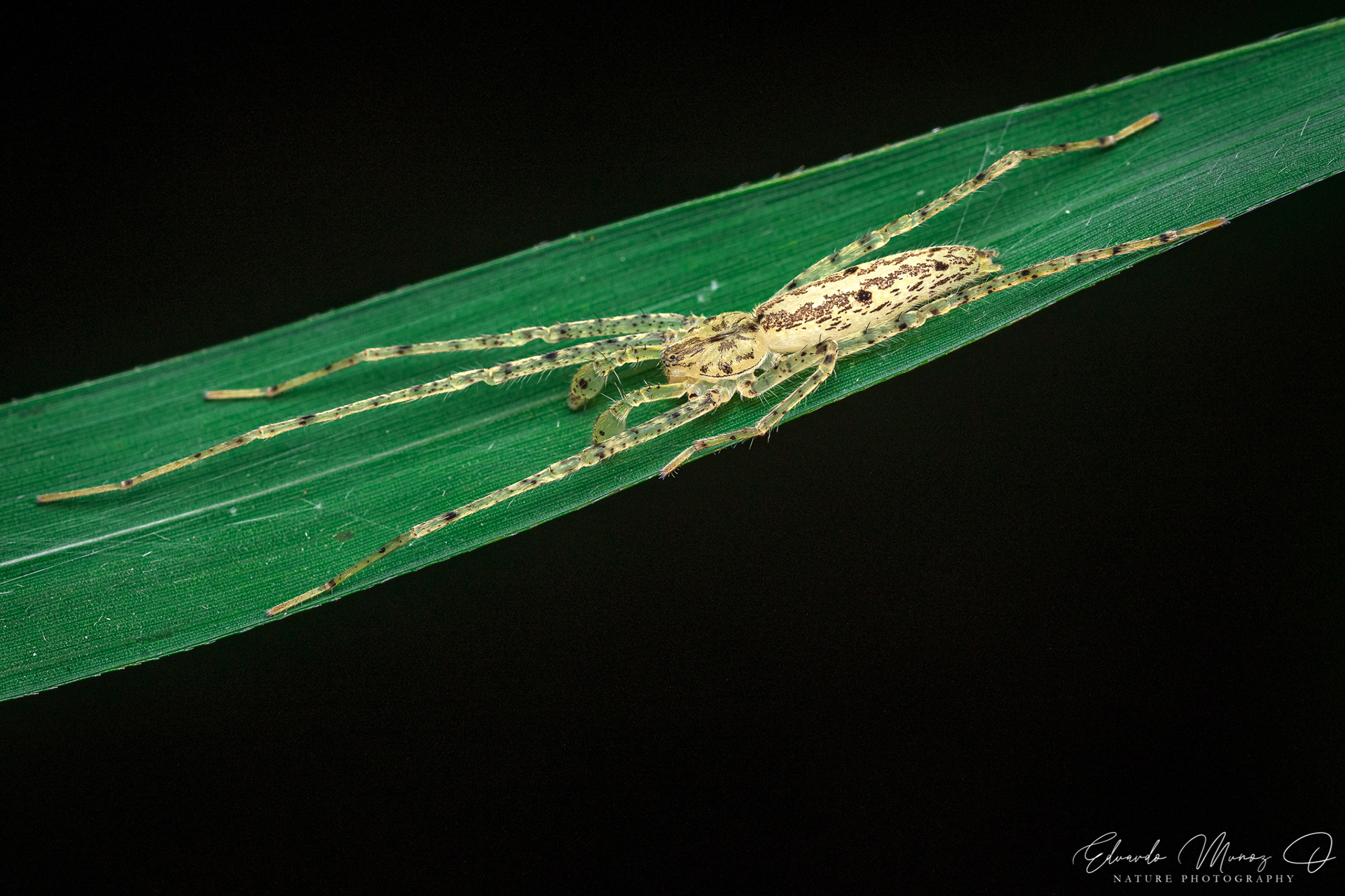 Araña fantasma - Oxysoma punctatum 2