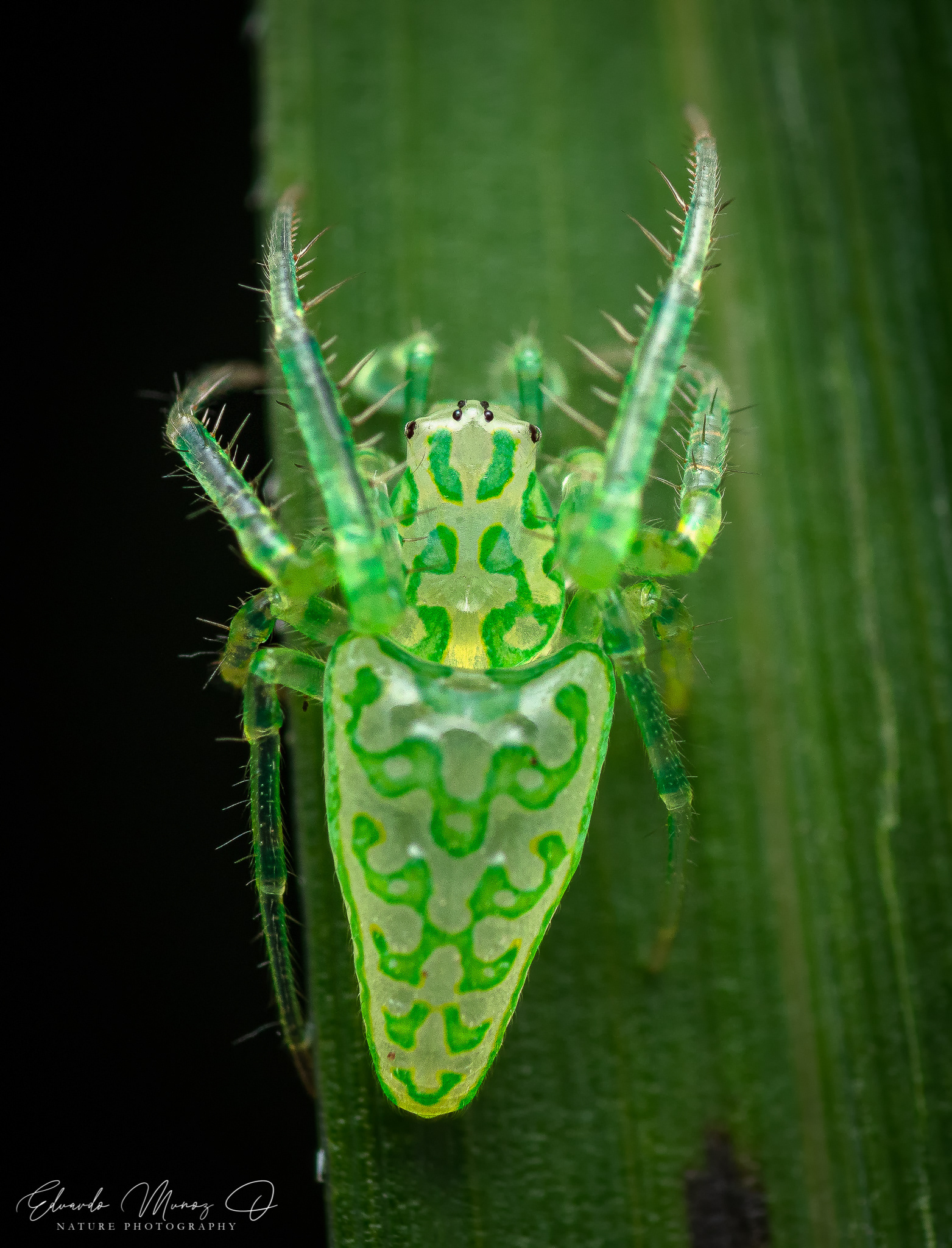 Araña duende de la quila