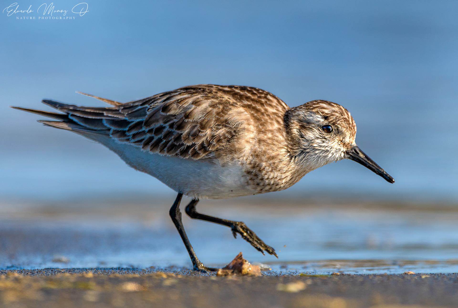 Playero de Baird - Calidris bairdii 4