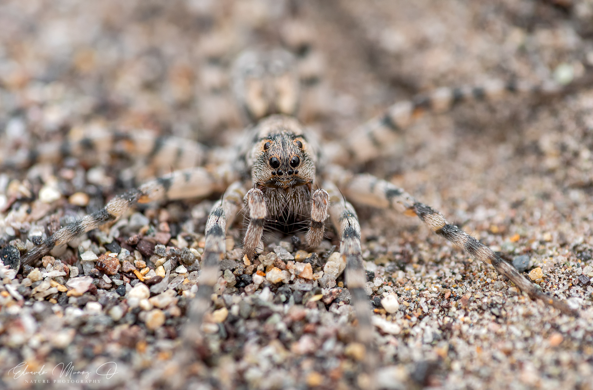 Araña lobo de arena