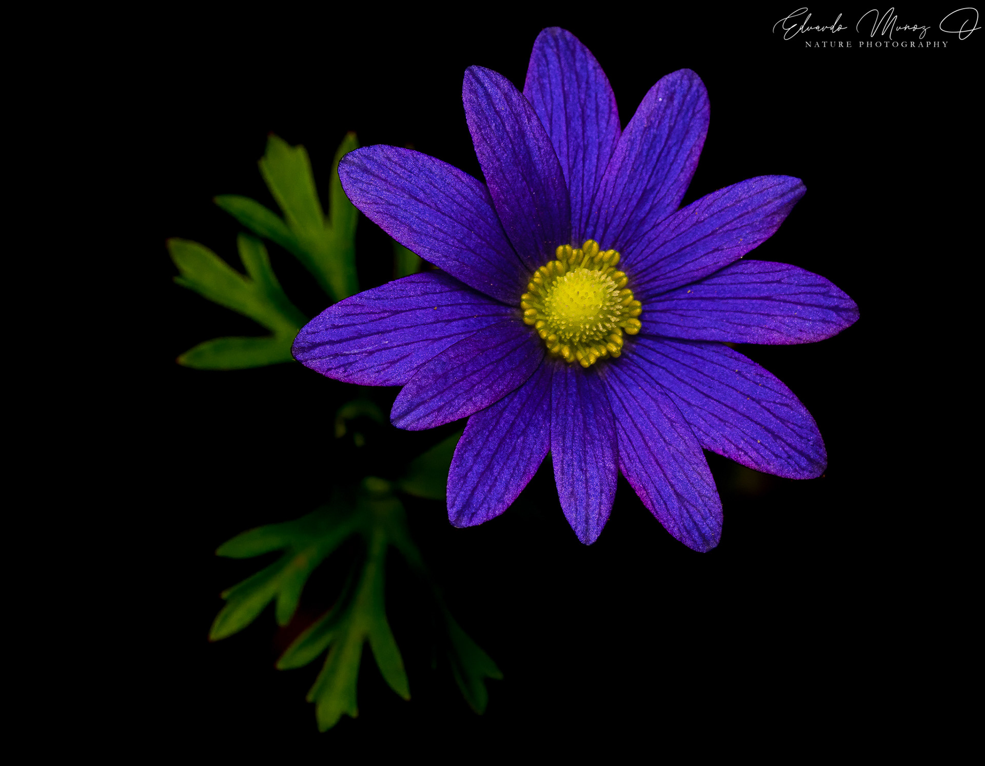 Anemone decapetala 2