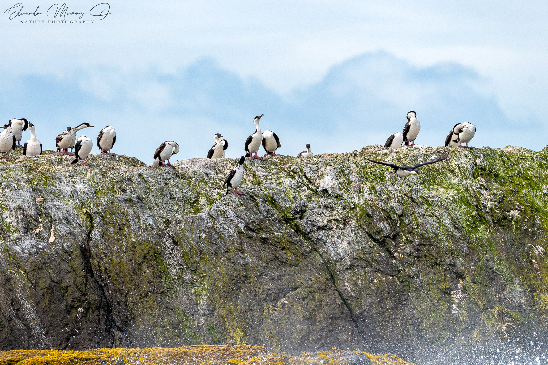 Cormoranes imperial - Leucocarbo atriceps