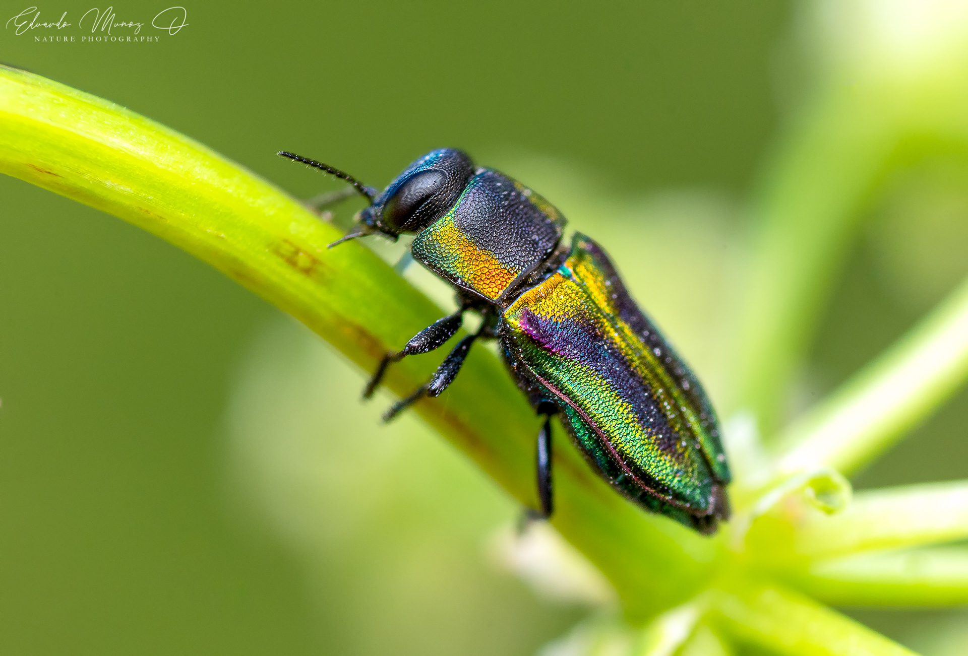 Escarabajo joya - Bilyaxia obscurata 2