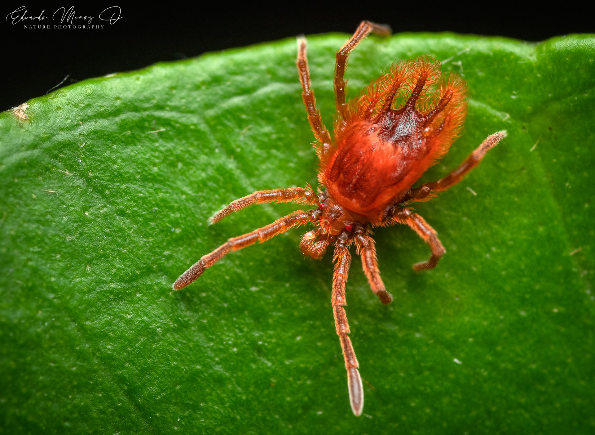 Acaro rojo 3