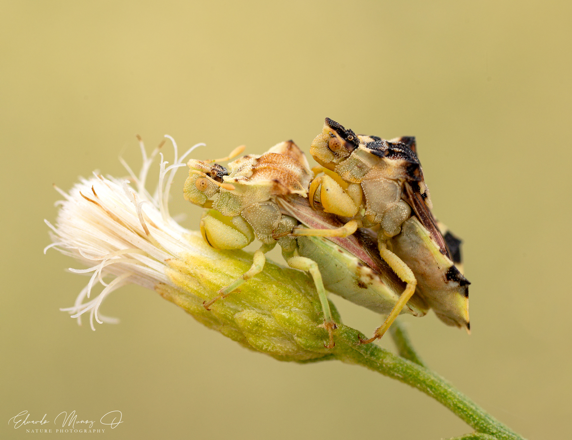 Chinche mantis - Phymata chilensis 1