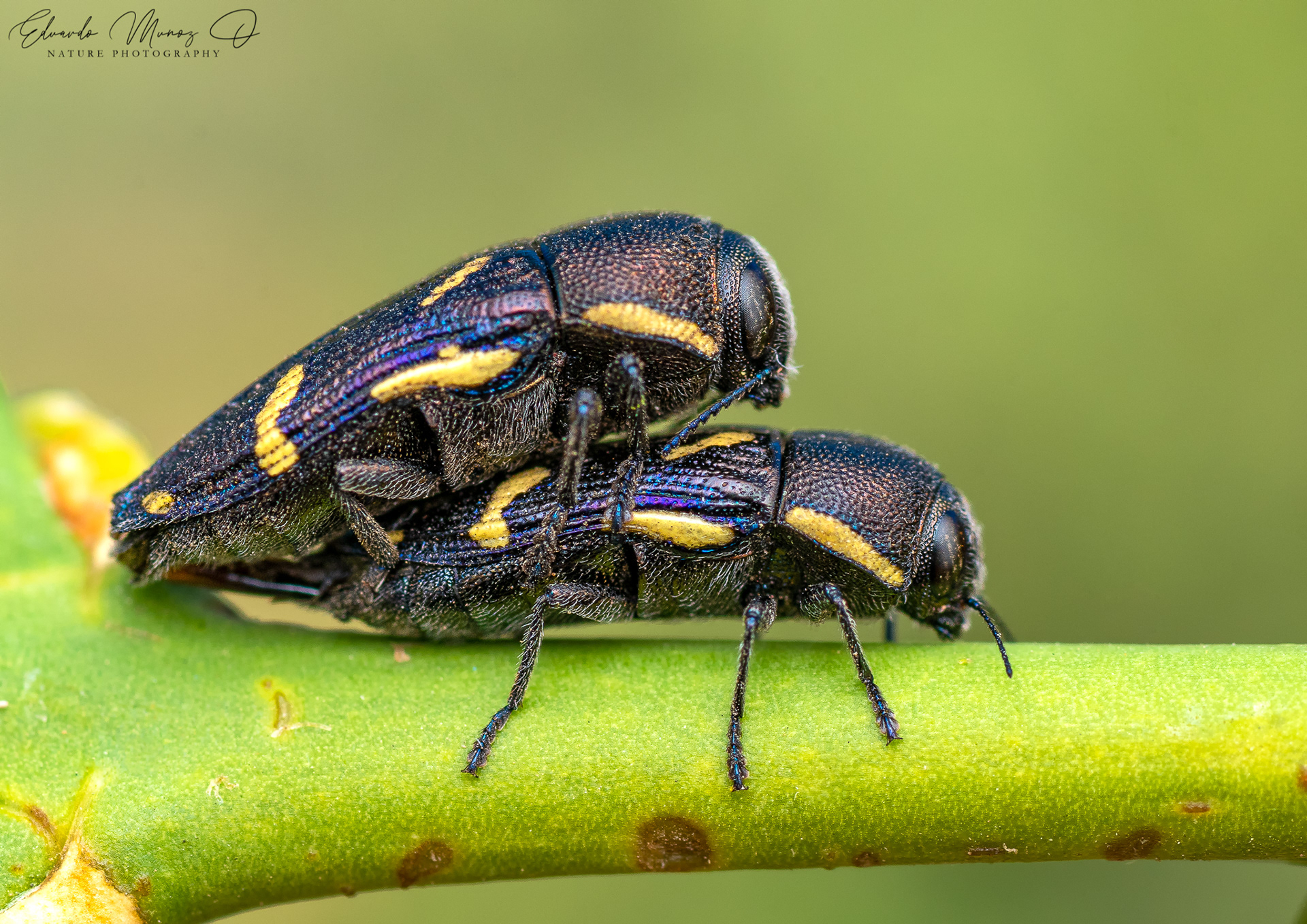 Escarabajo joya - Tyndaris planata