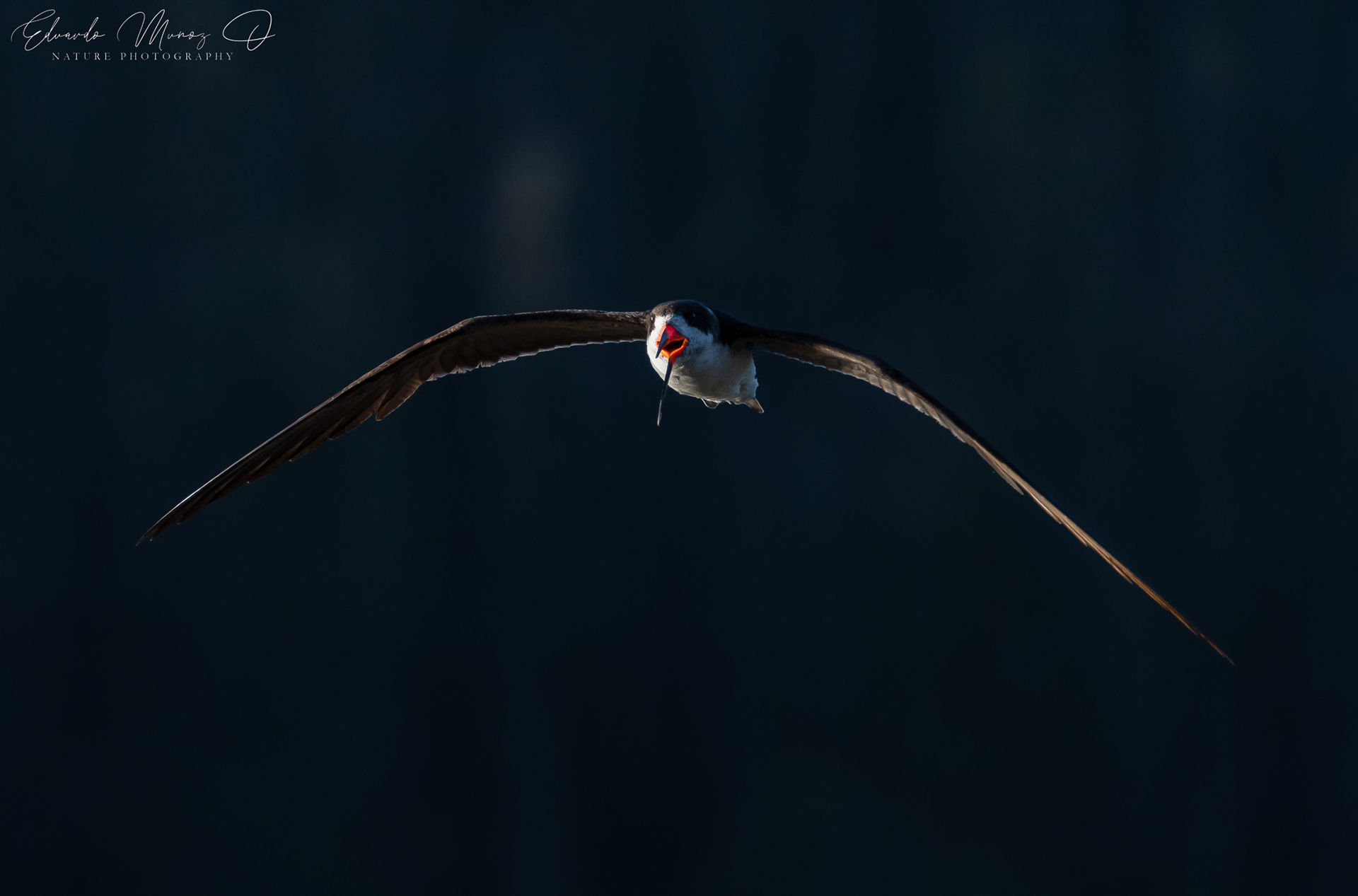 Rayador - Rynchops niger 2