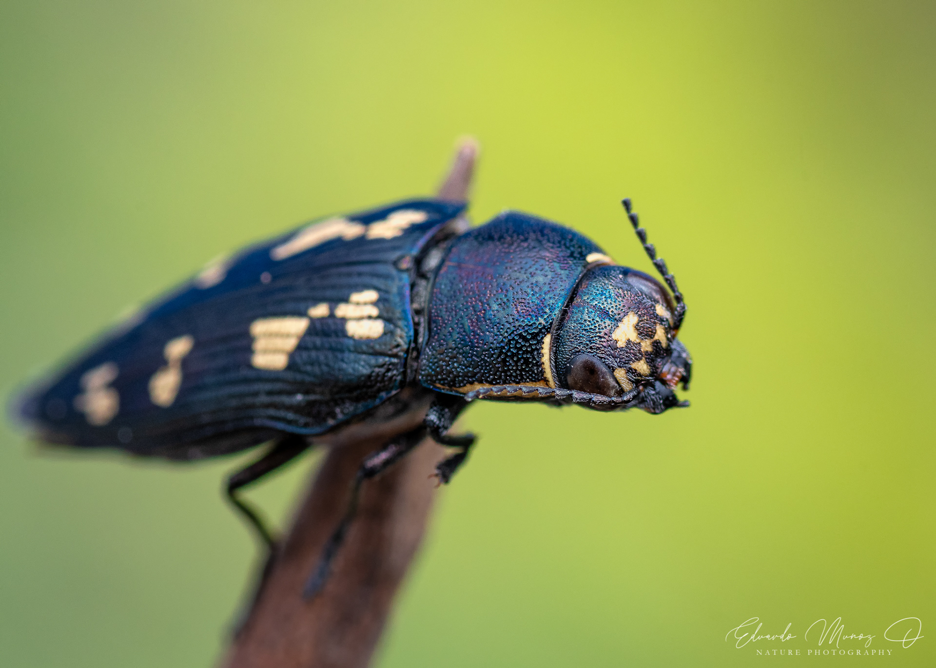 Escarabajo joya del pino - Buprestis novemmaculata 1