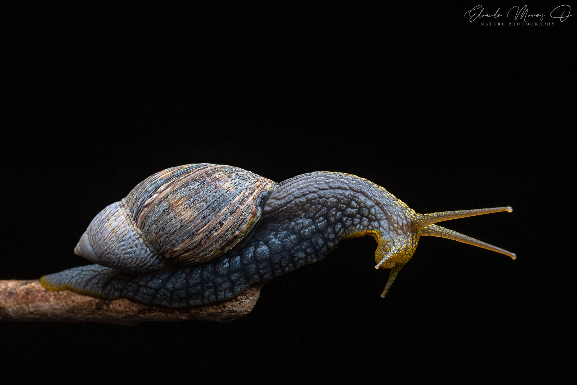 Caracol abuelo - Plectostylus peruvianus 5