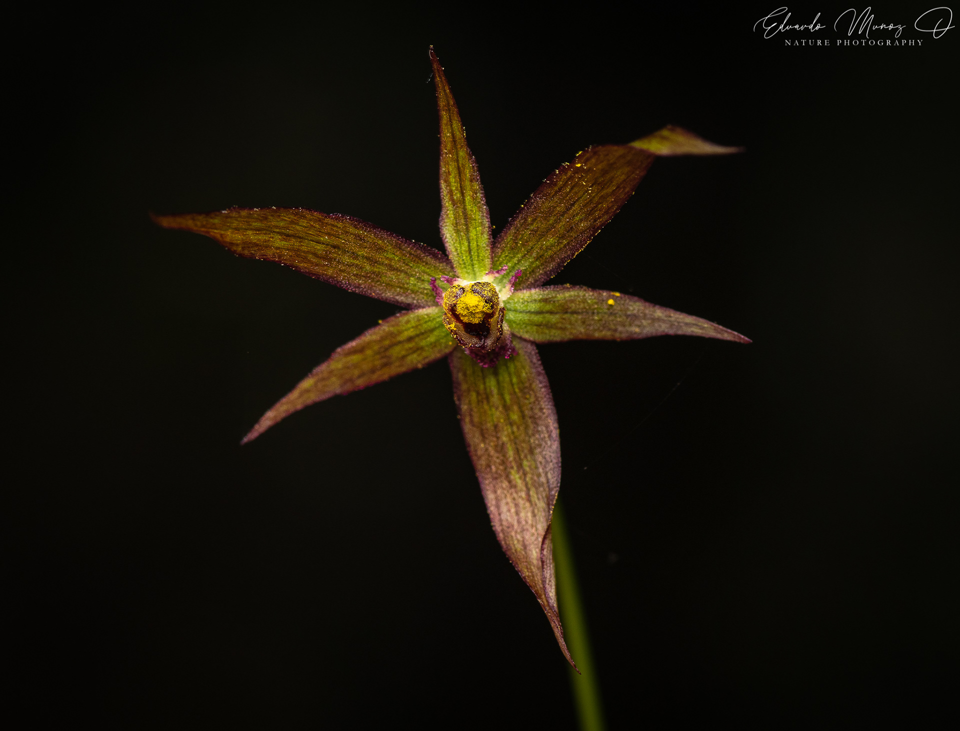 Gilliesia isopetala 2
