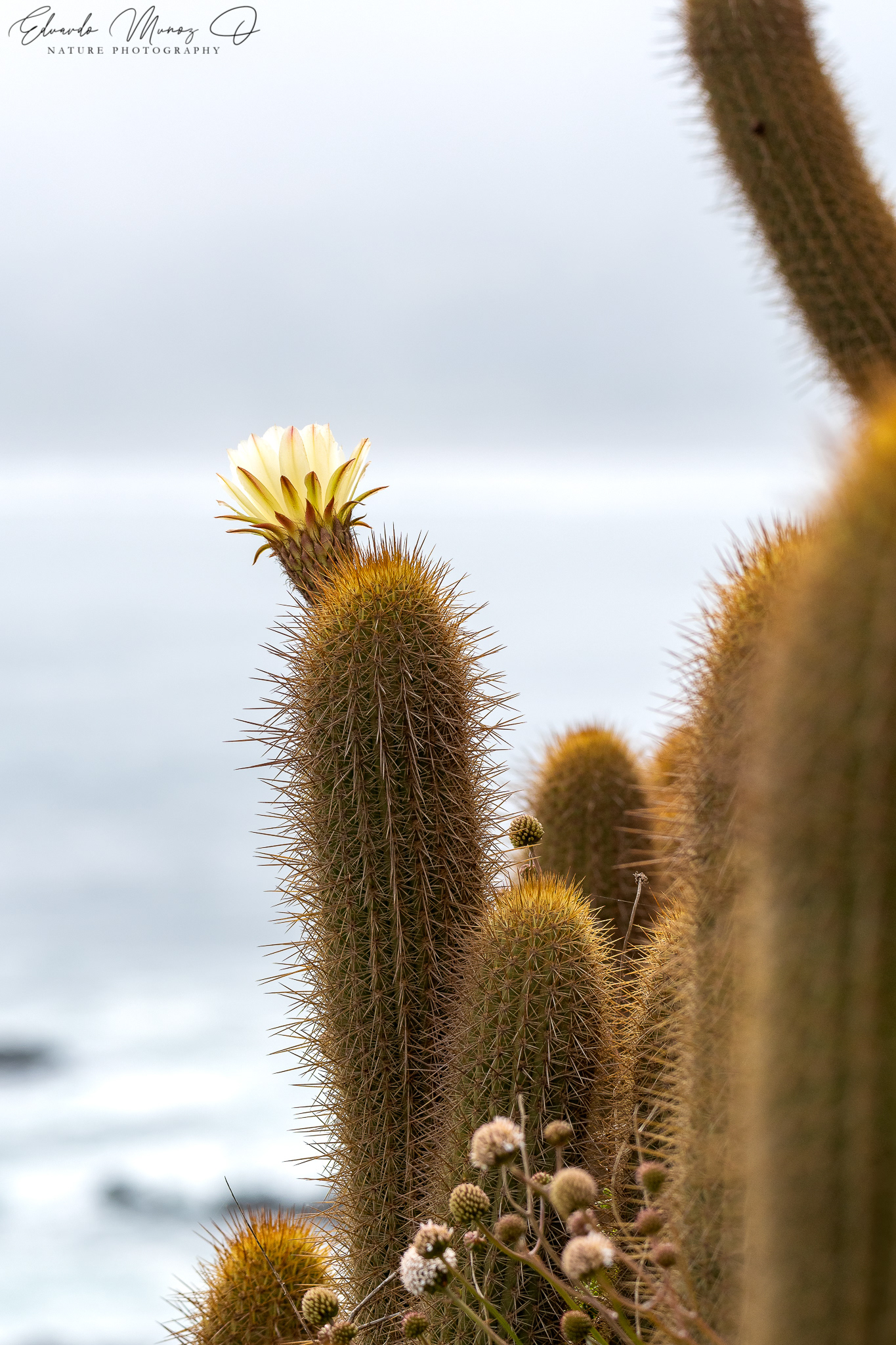 Quisco de los acantilados - Echinopsis bolligeriana