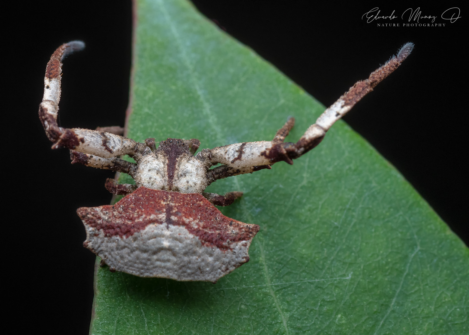 Araña hoja seca roja - Coenypha edwardsi 3
