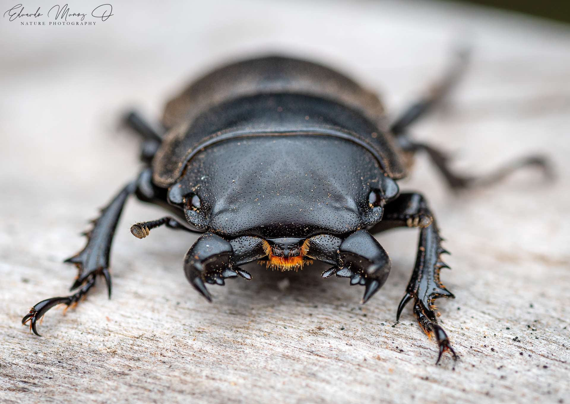 Borrachito - Apterodorcus bacchus 4