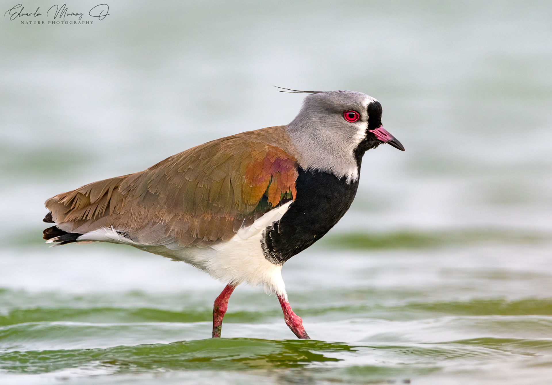 Queltehue, Tero - vanellus chilensis 3