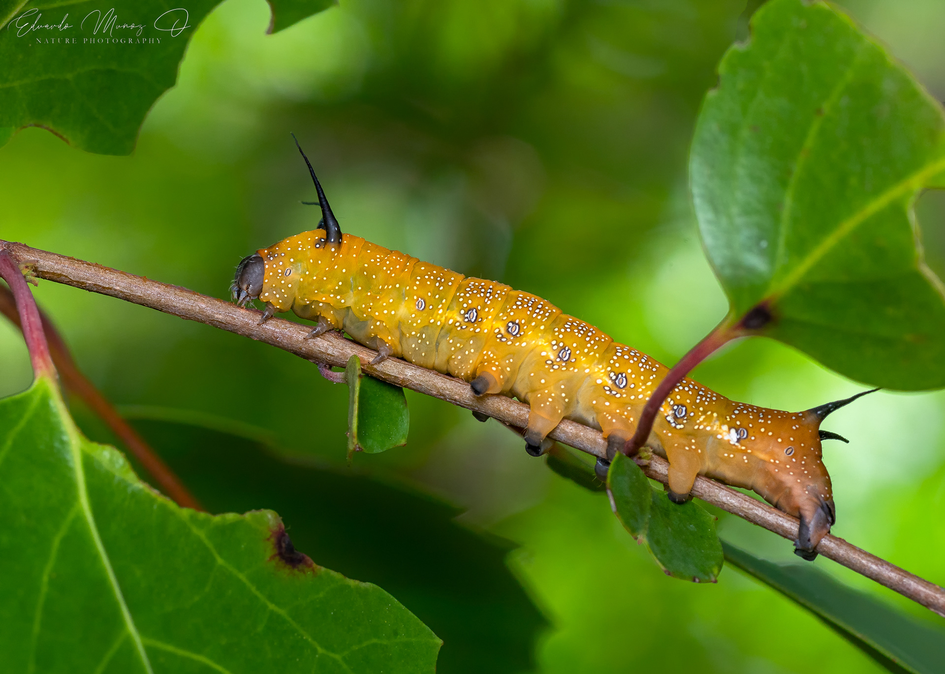Oruga del corcolén - Edmondsia sypnoides 17