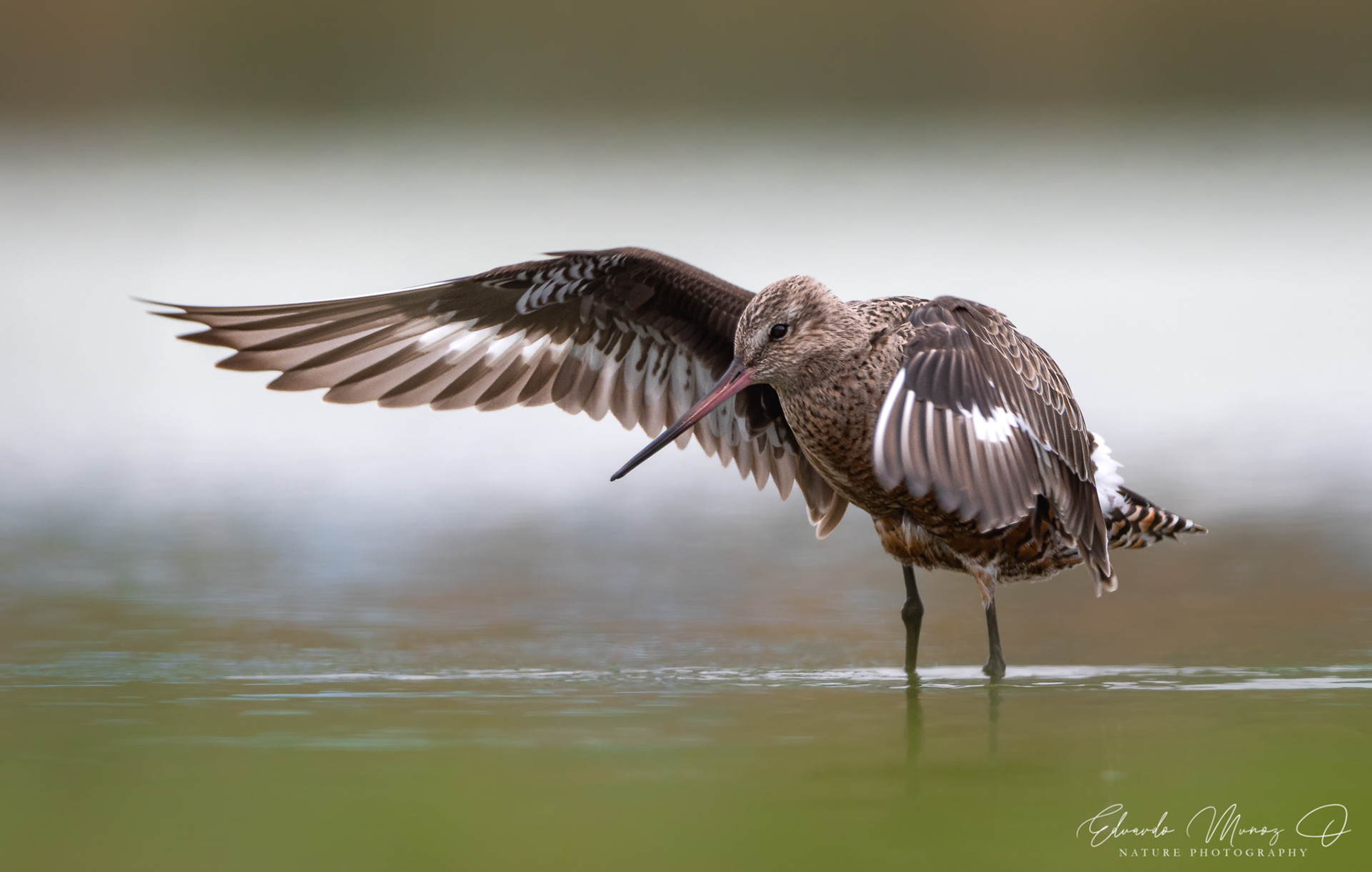 Zarapito de pico recto - Limosa haemastica 3
