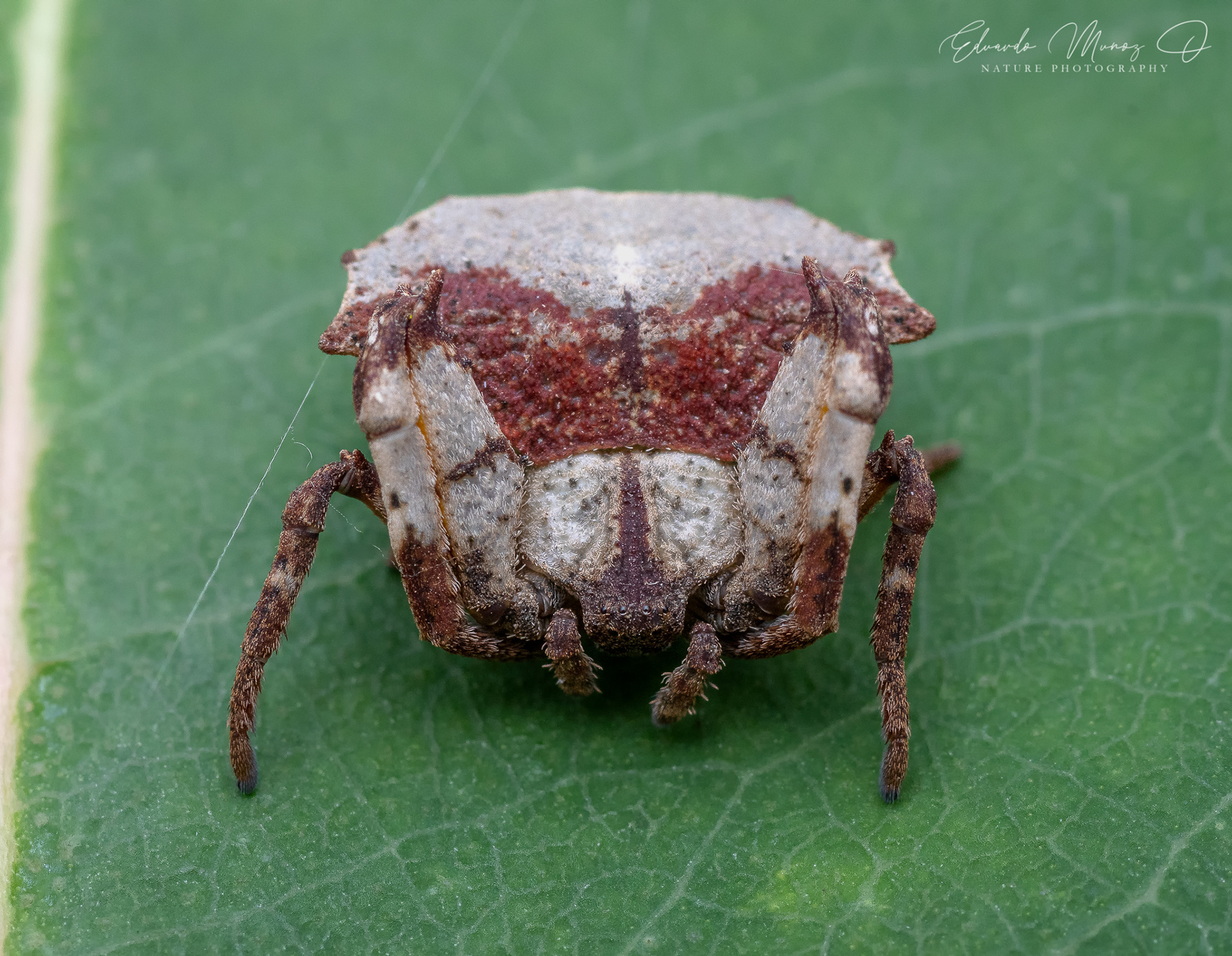 Araña hoja seca roja - Coenypha edwardsi 5
