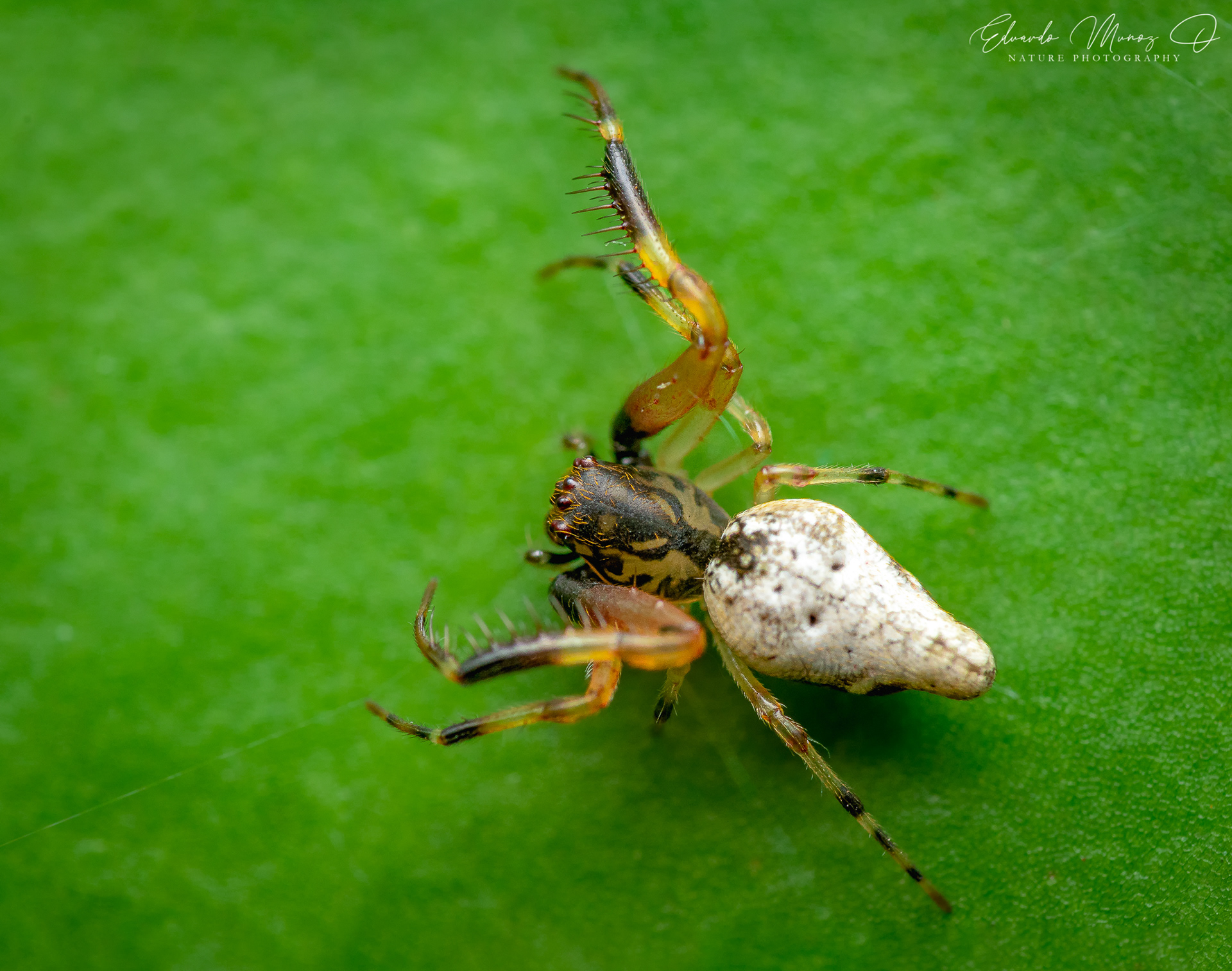 Araña nativa - Oarces reticulatus 6