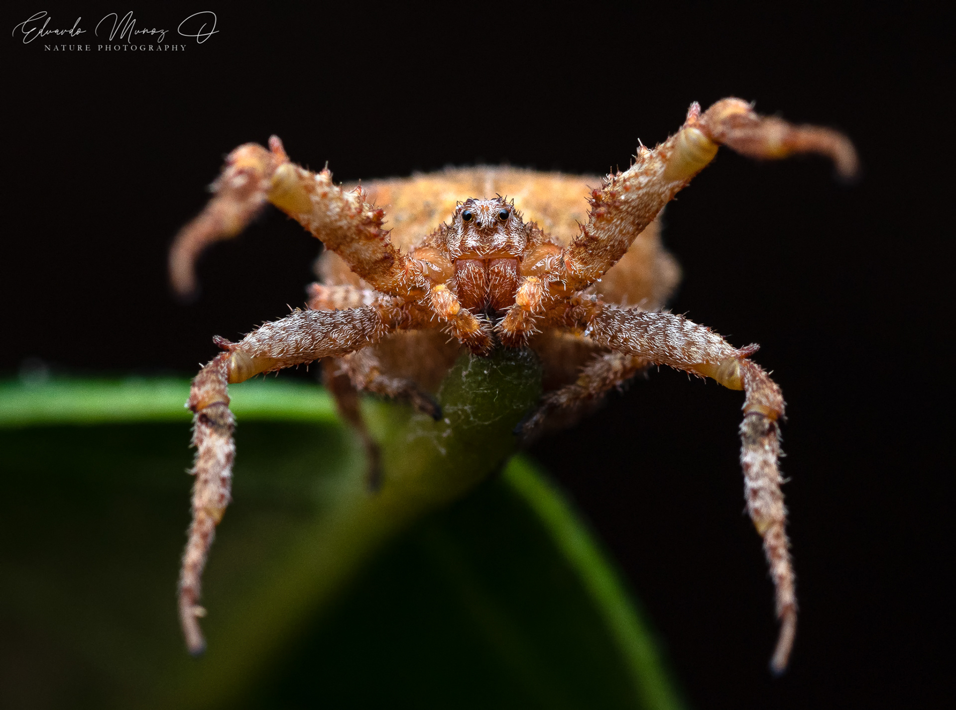 Araña centolla - Stephanopis sp 2