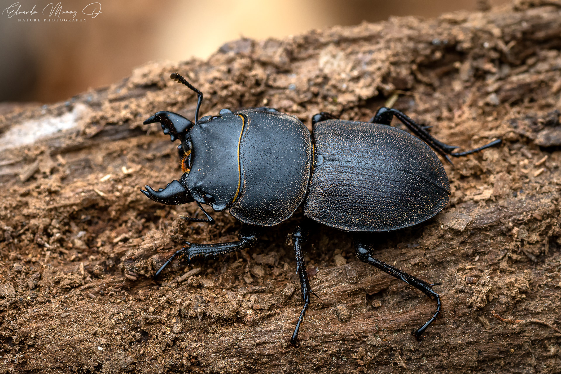 Borrachito - Apterodorcus bacchus 1