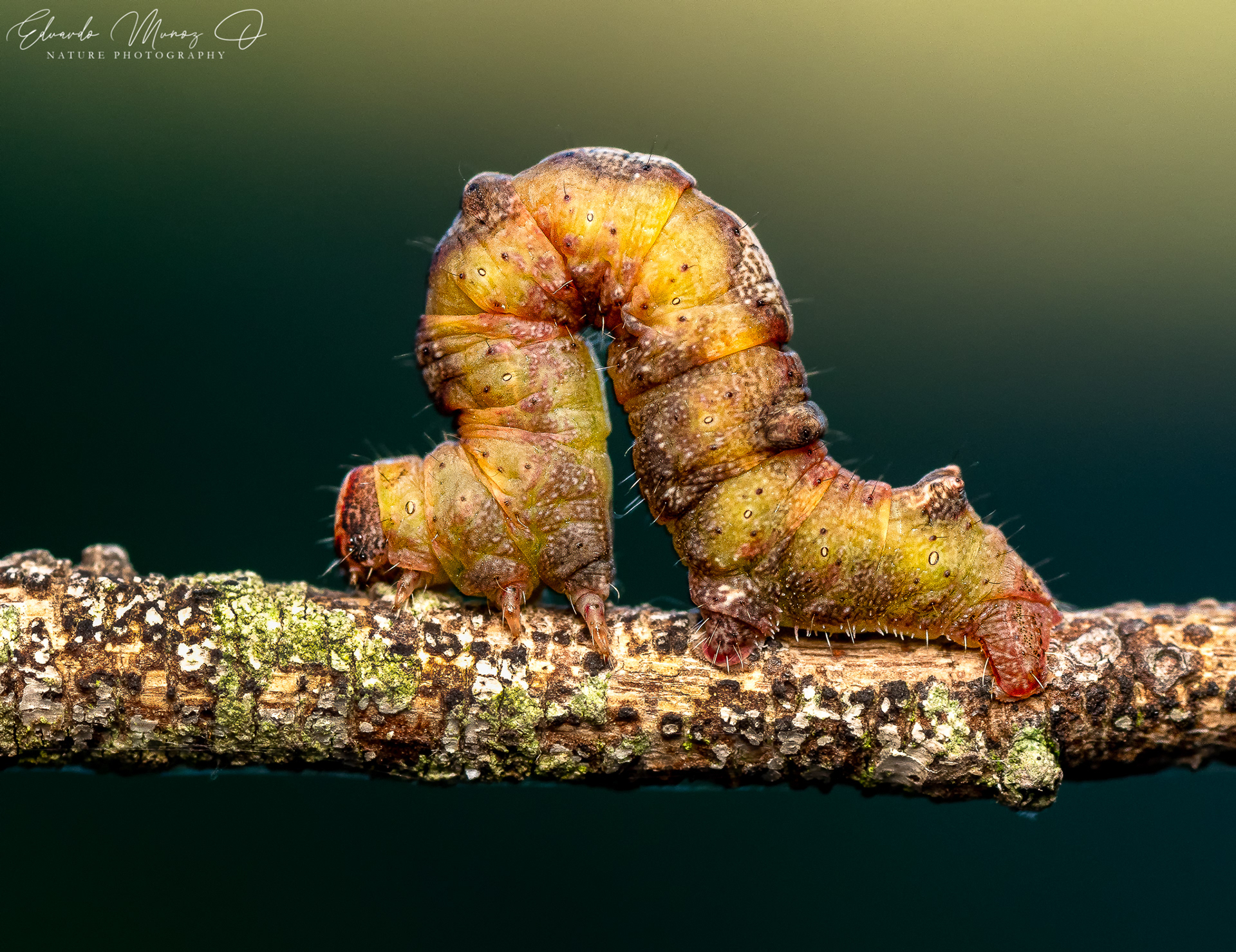 Oruga geometridae 2