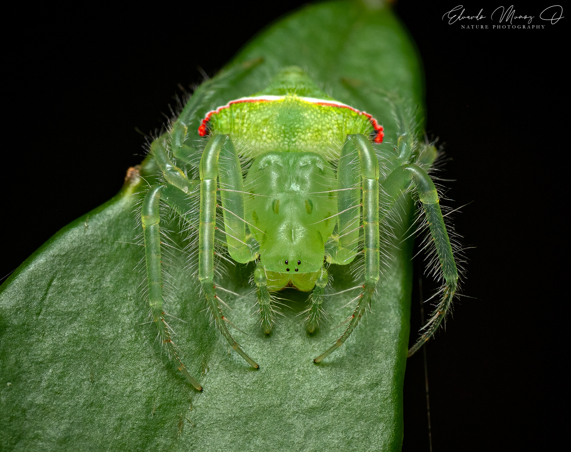 Araña Duende - Gnolus spiculator 3