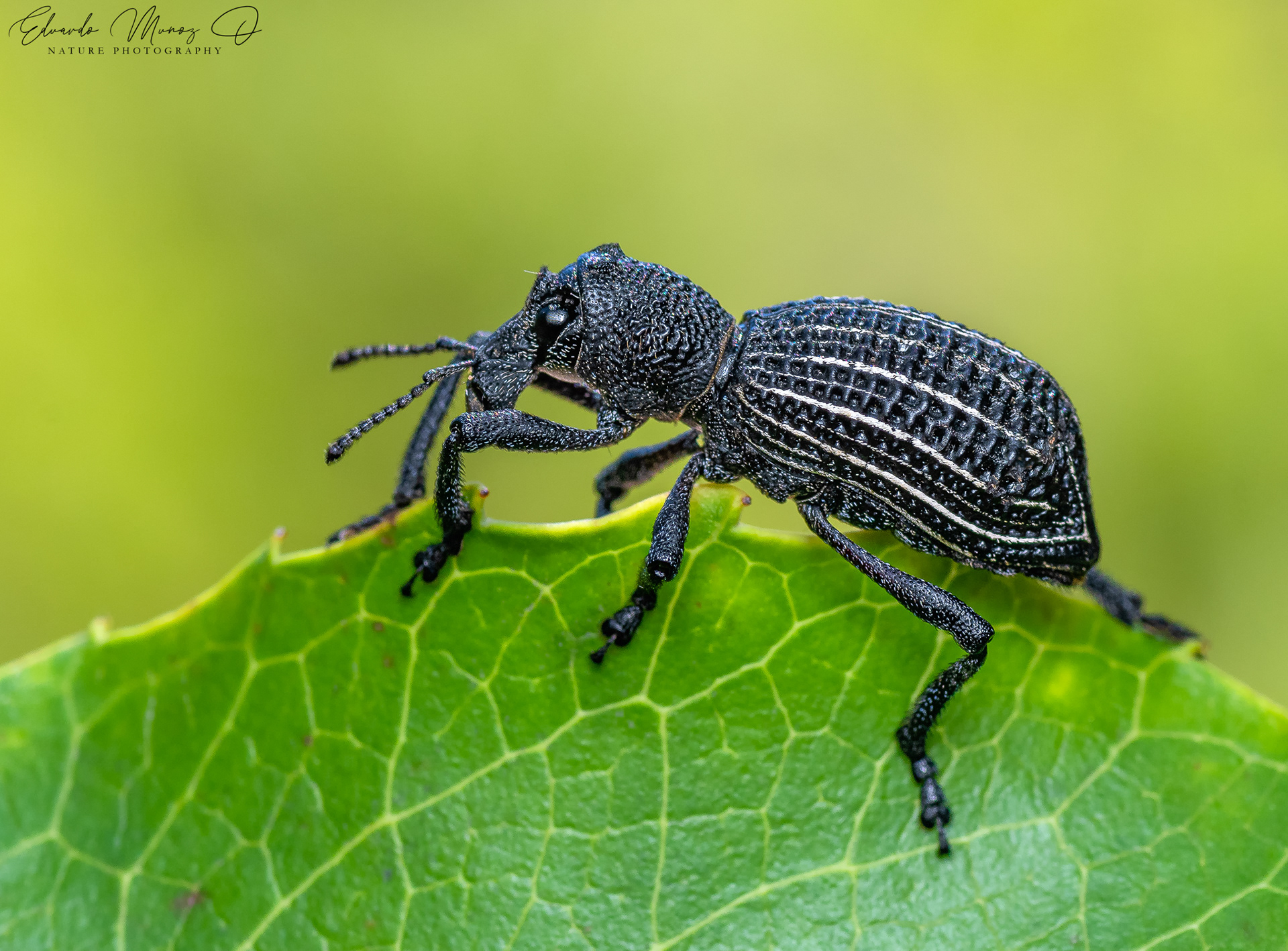 Cabrito o caballito - Aegorhinus albolineatus 2