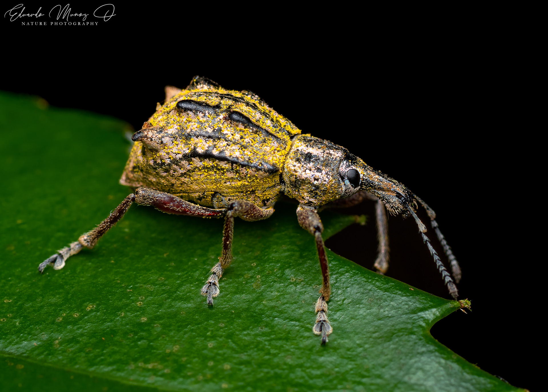 Burrito nativo - Hybreoleptops tuberculifer 1