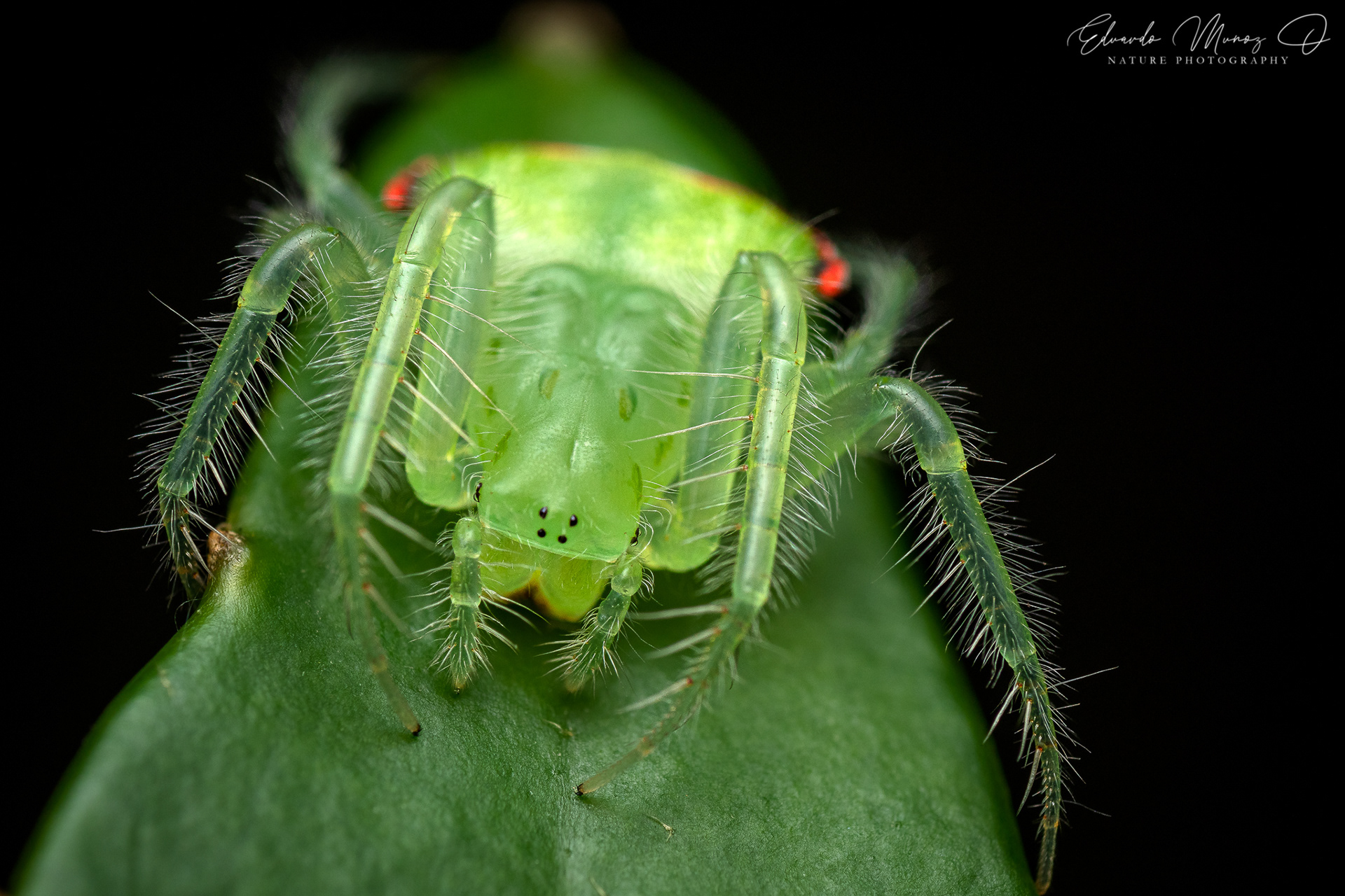 Araña Duende - Gnolus spiculator 1