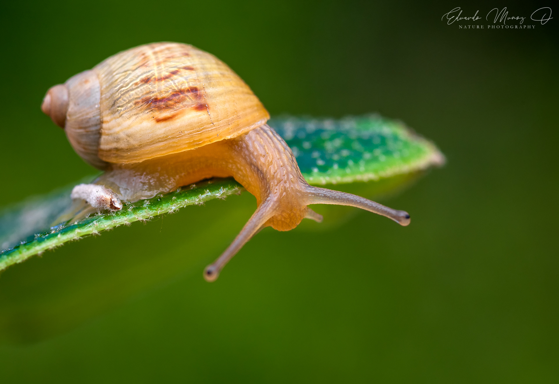 Caracol nativo - Plectostylus sp. 3