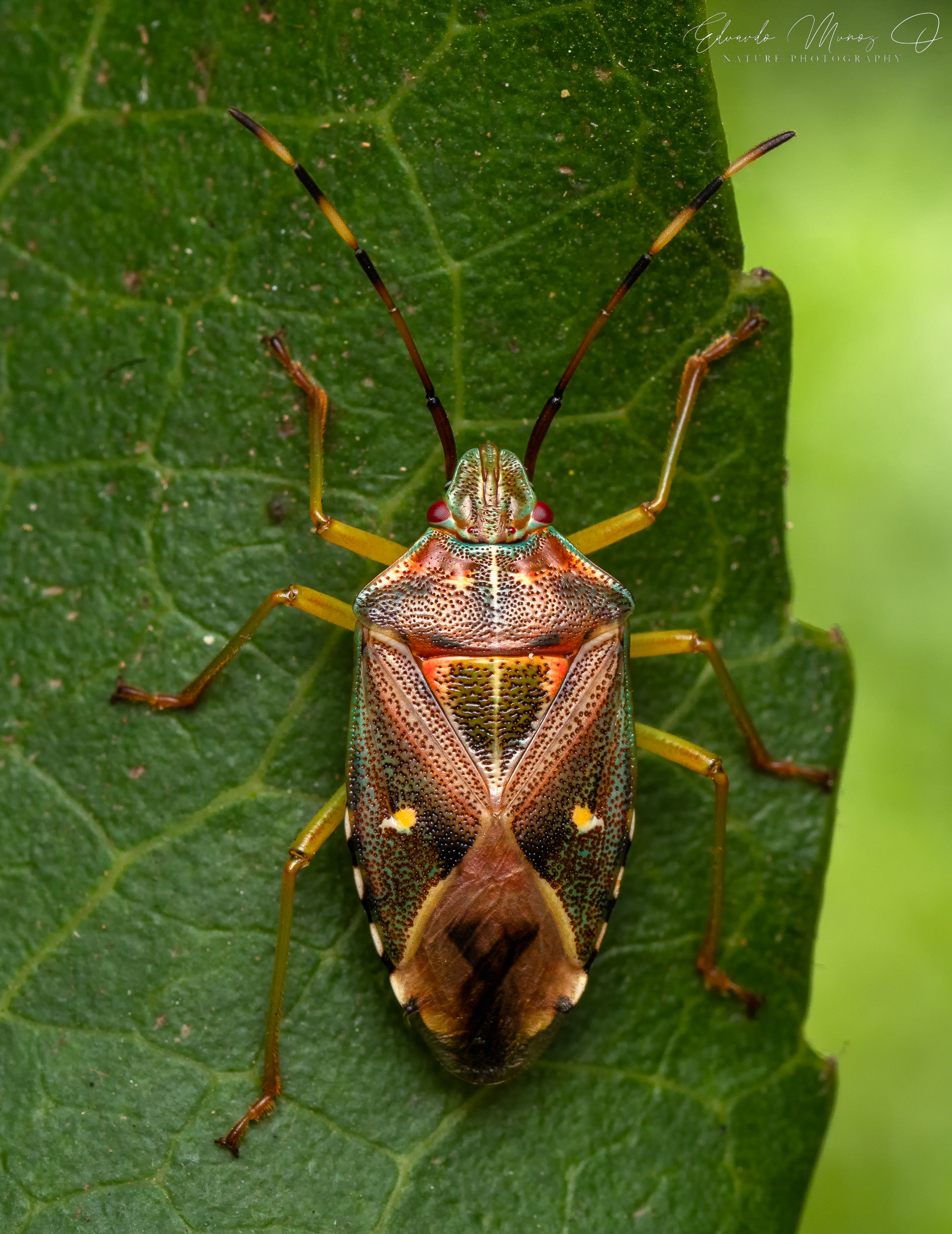 Chinche nativo - Planois gayi 1