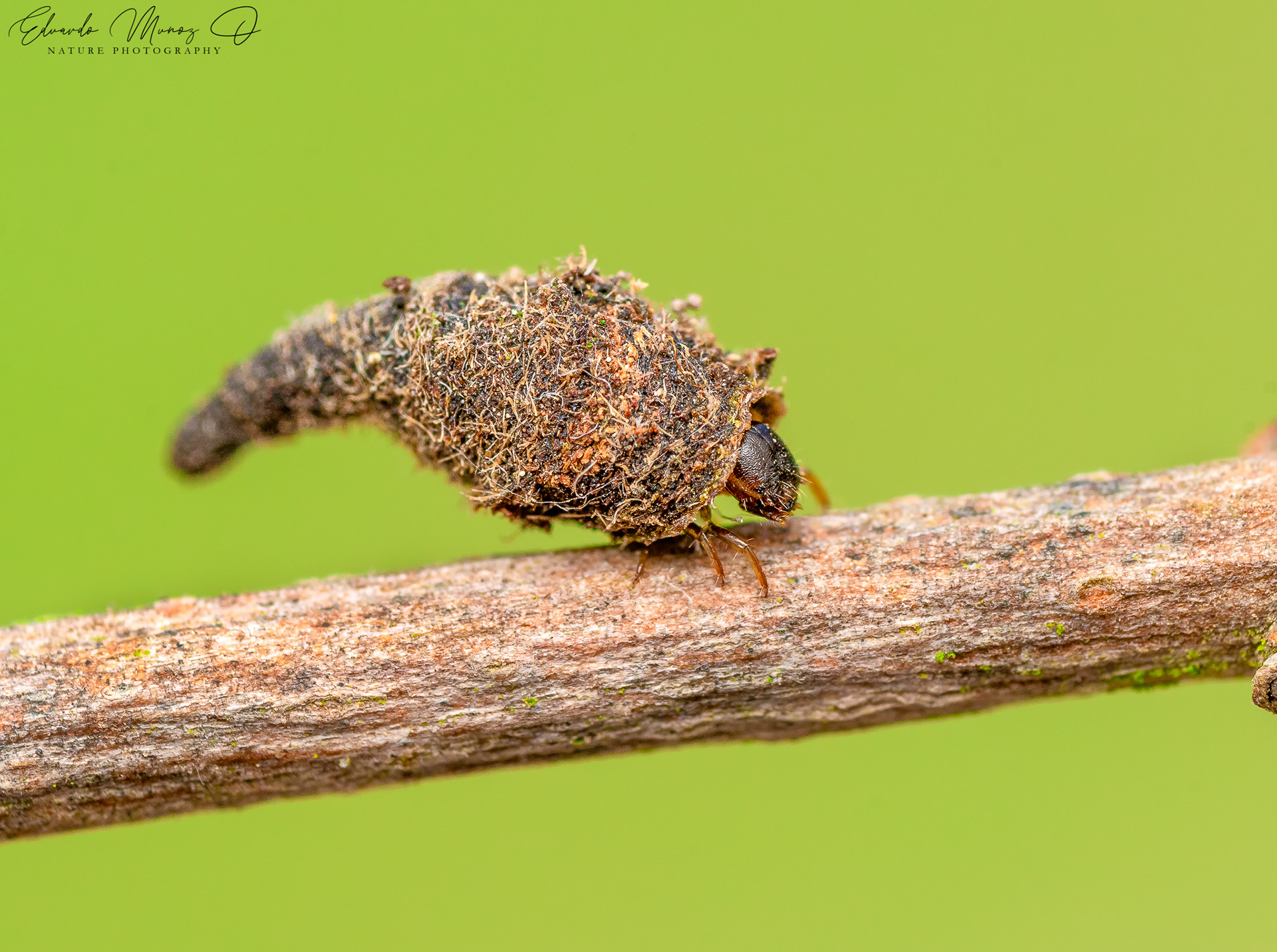 Insecto con sombrerito (basura) 1