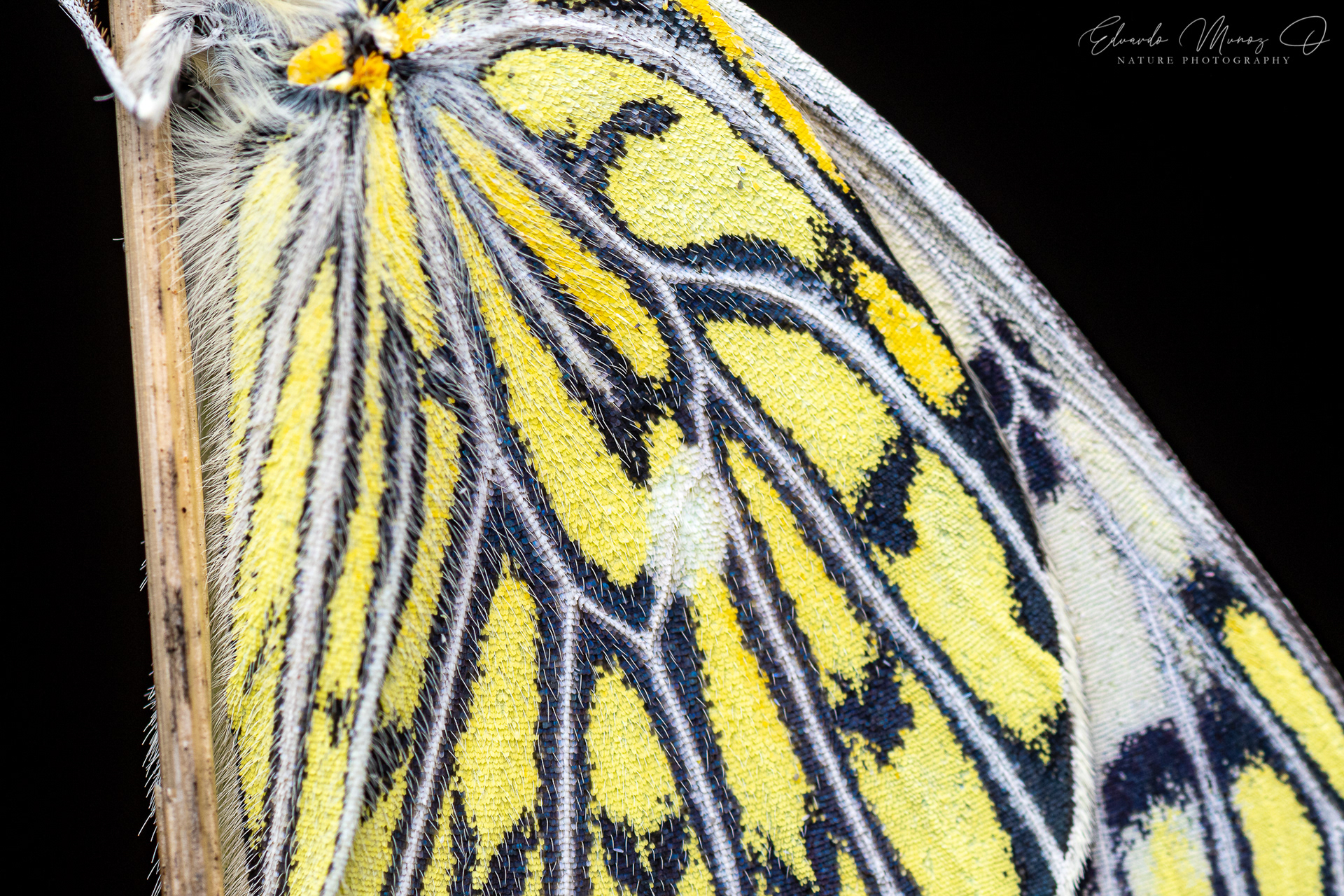 Mariposa blanca - Tatochila autodice ssp. blanchardii 3