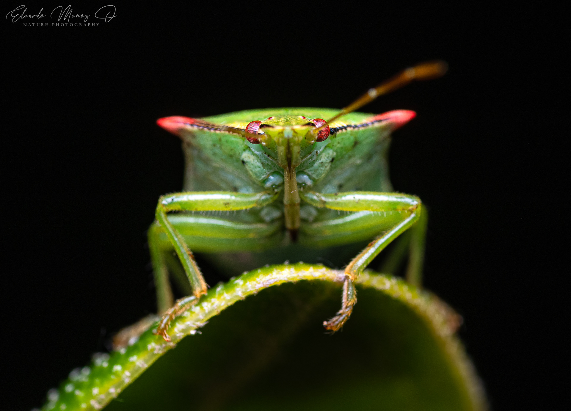 Chinche diablo - Brontocoris nigrolimbatus 2