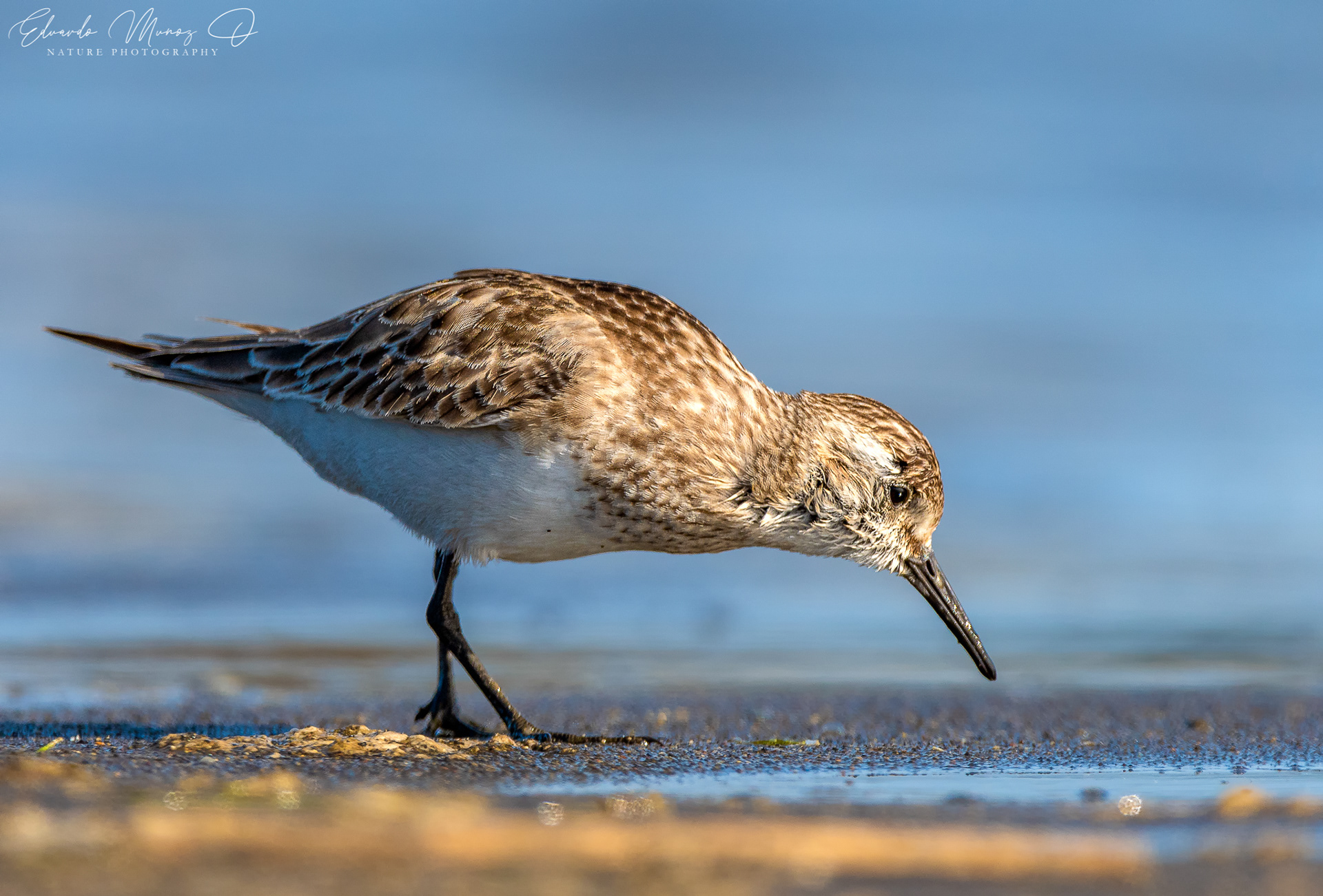 Playero de Baird - Calidris bairdii 3