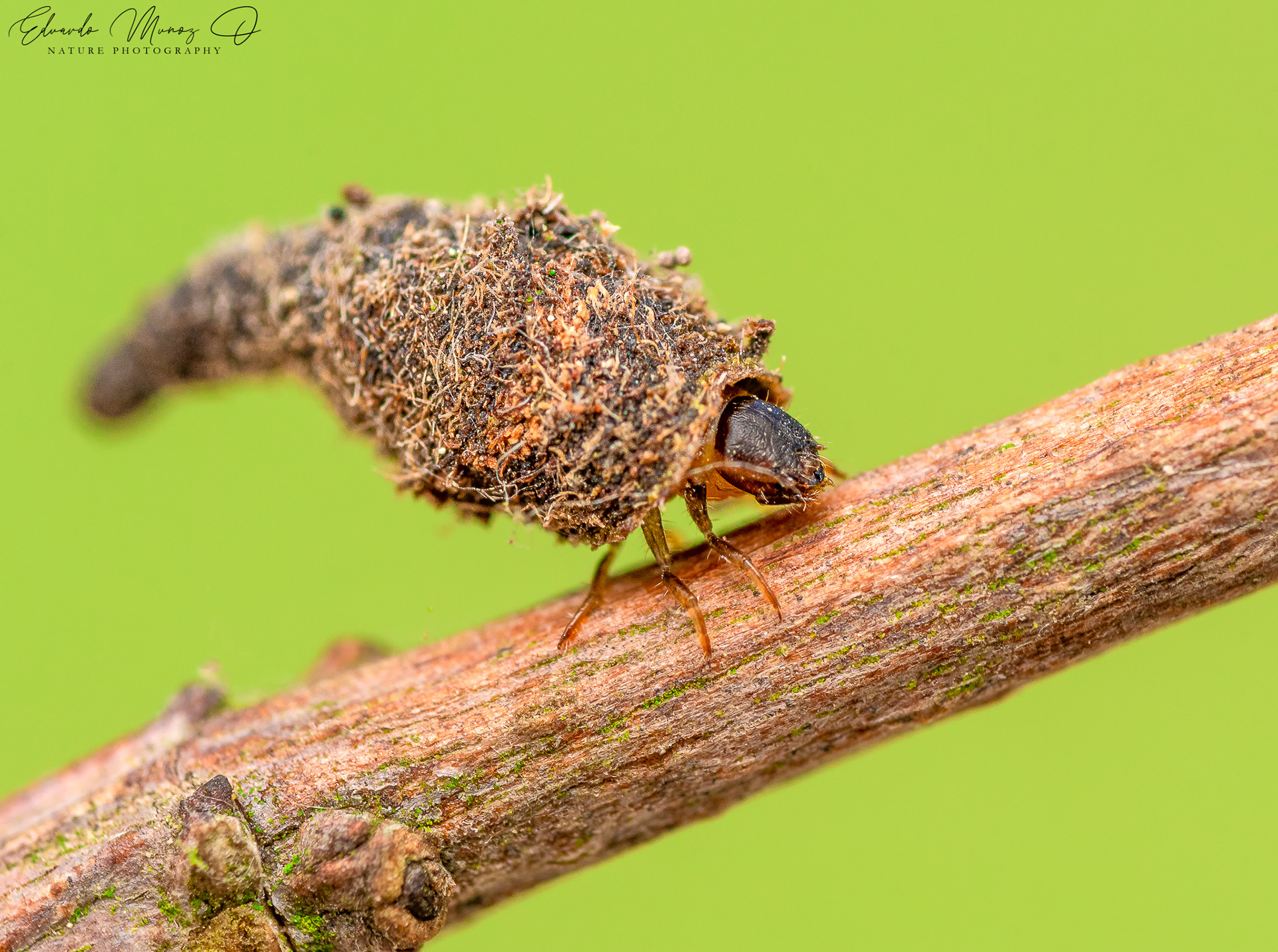 Insecto con sombrerito (basura) 4