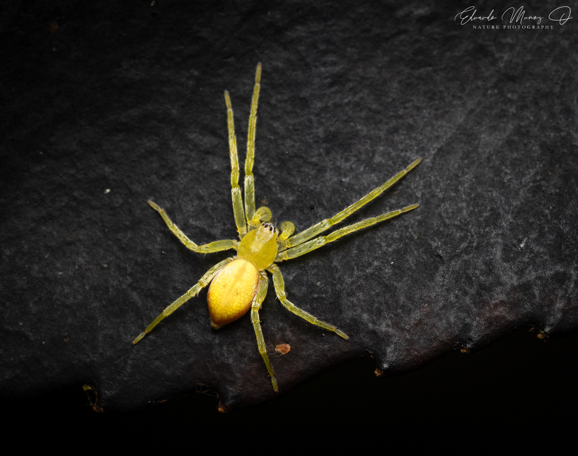 Araña Fantasma amarilla 3