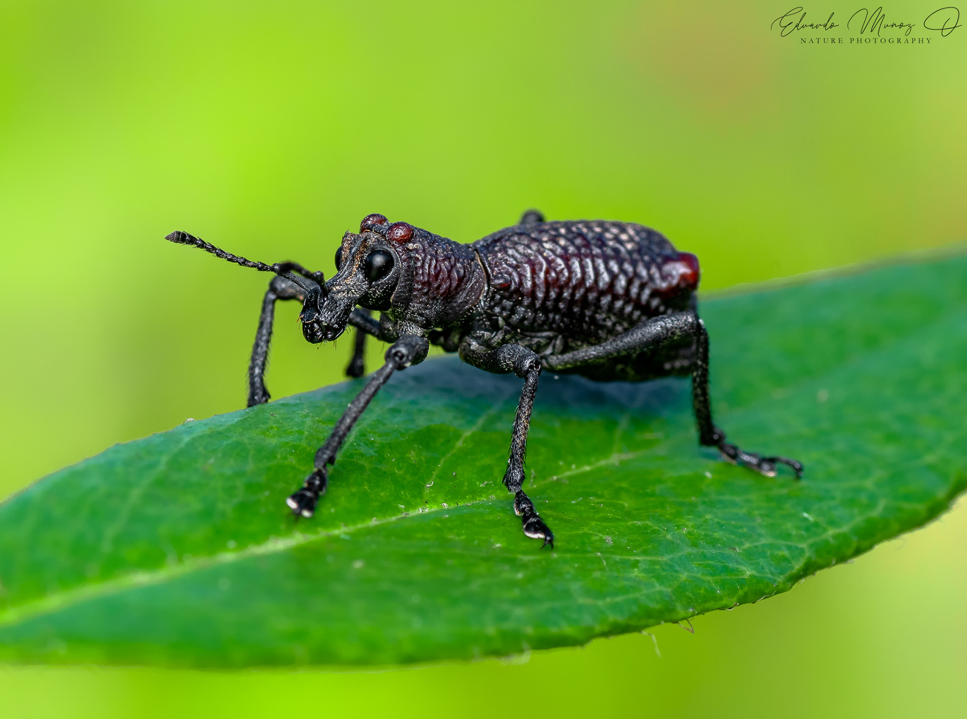 Caballito - Aegorhinus bulbifer 2