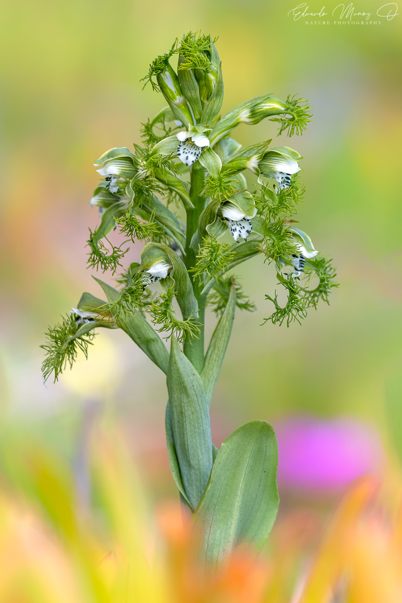 Flor del Bigote - Bipinnula fimbriata 2