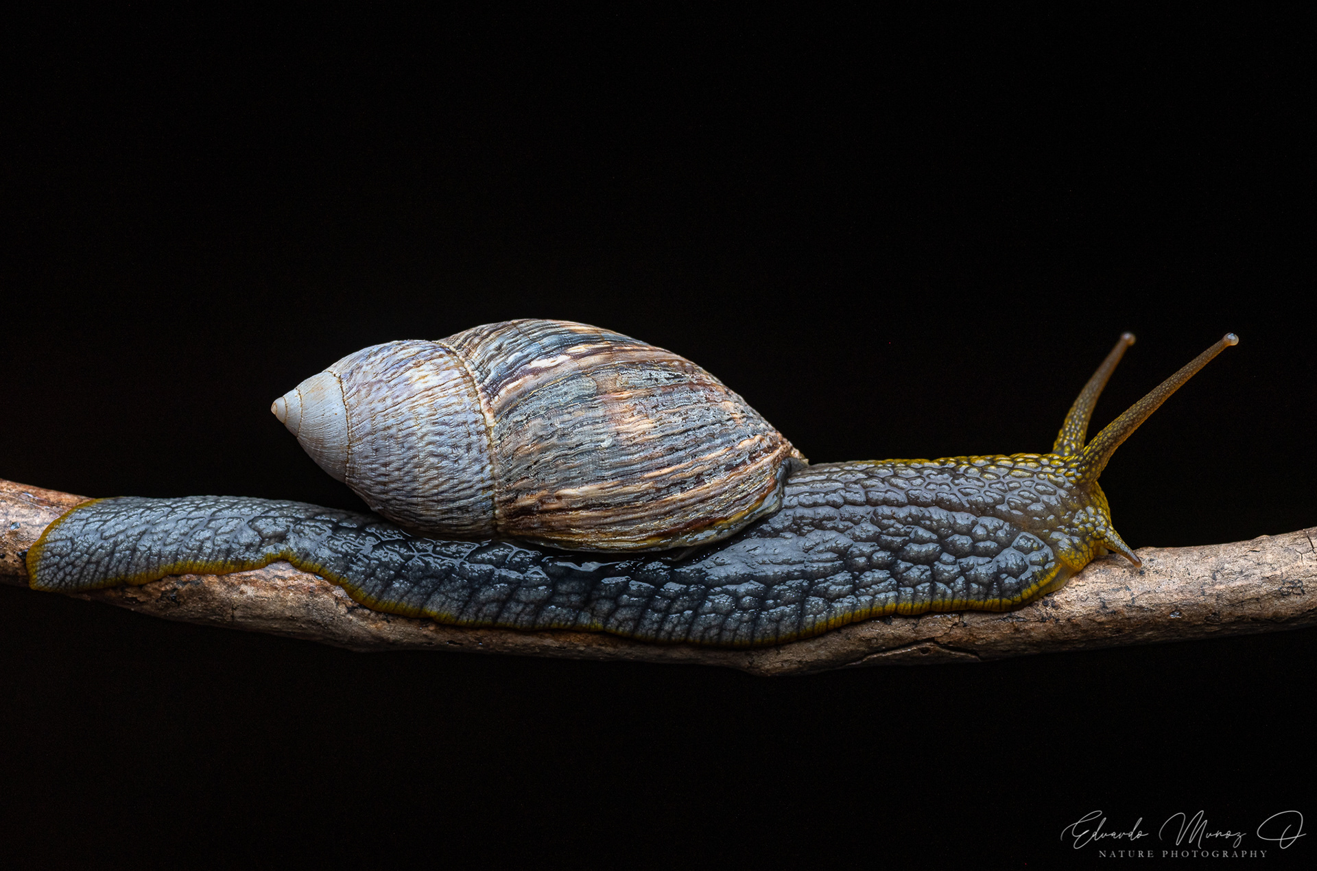 Caracol abuelo - Plectostylus peruvianus 2